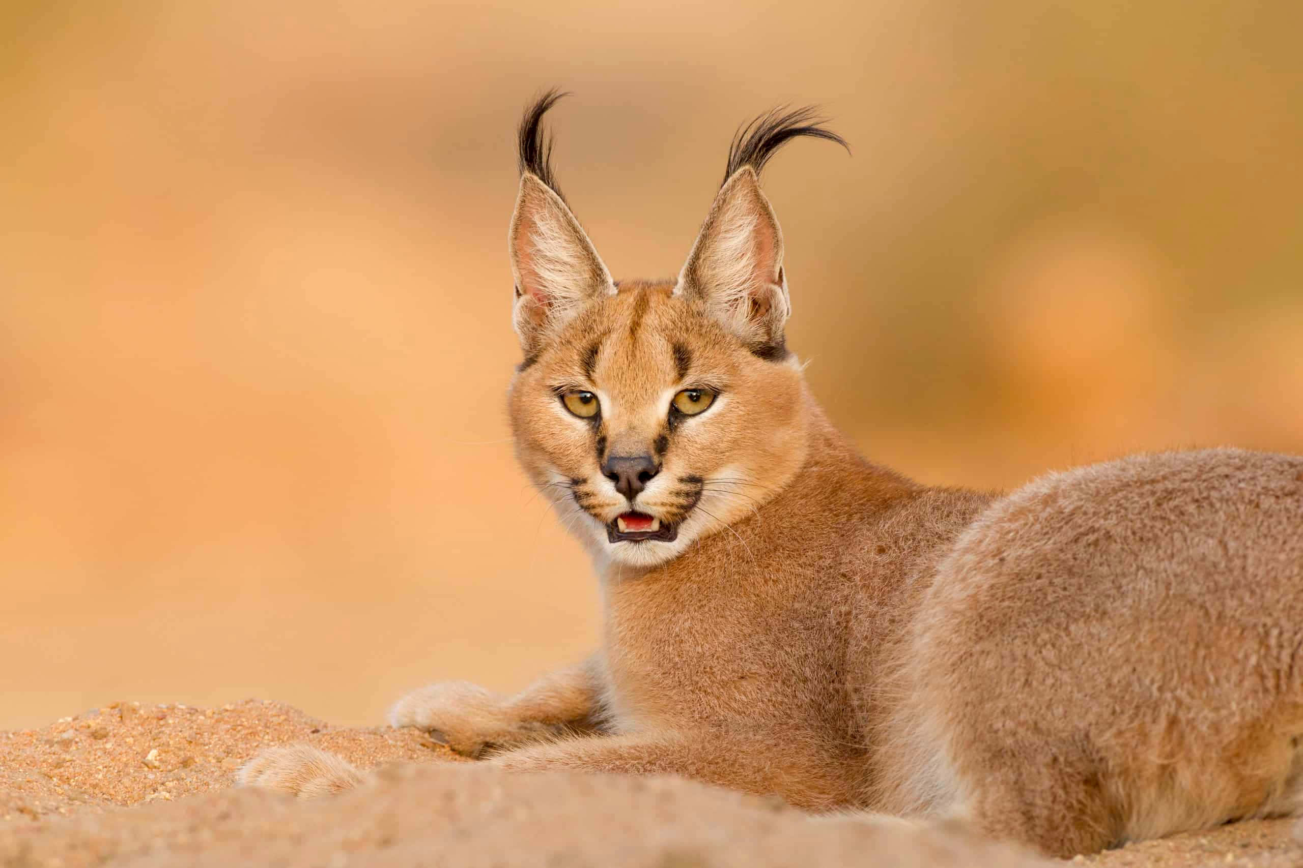 Caption: Majestic Caracal In The Wild Wallpaper