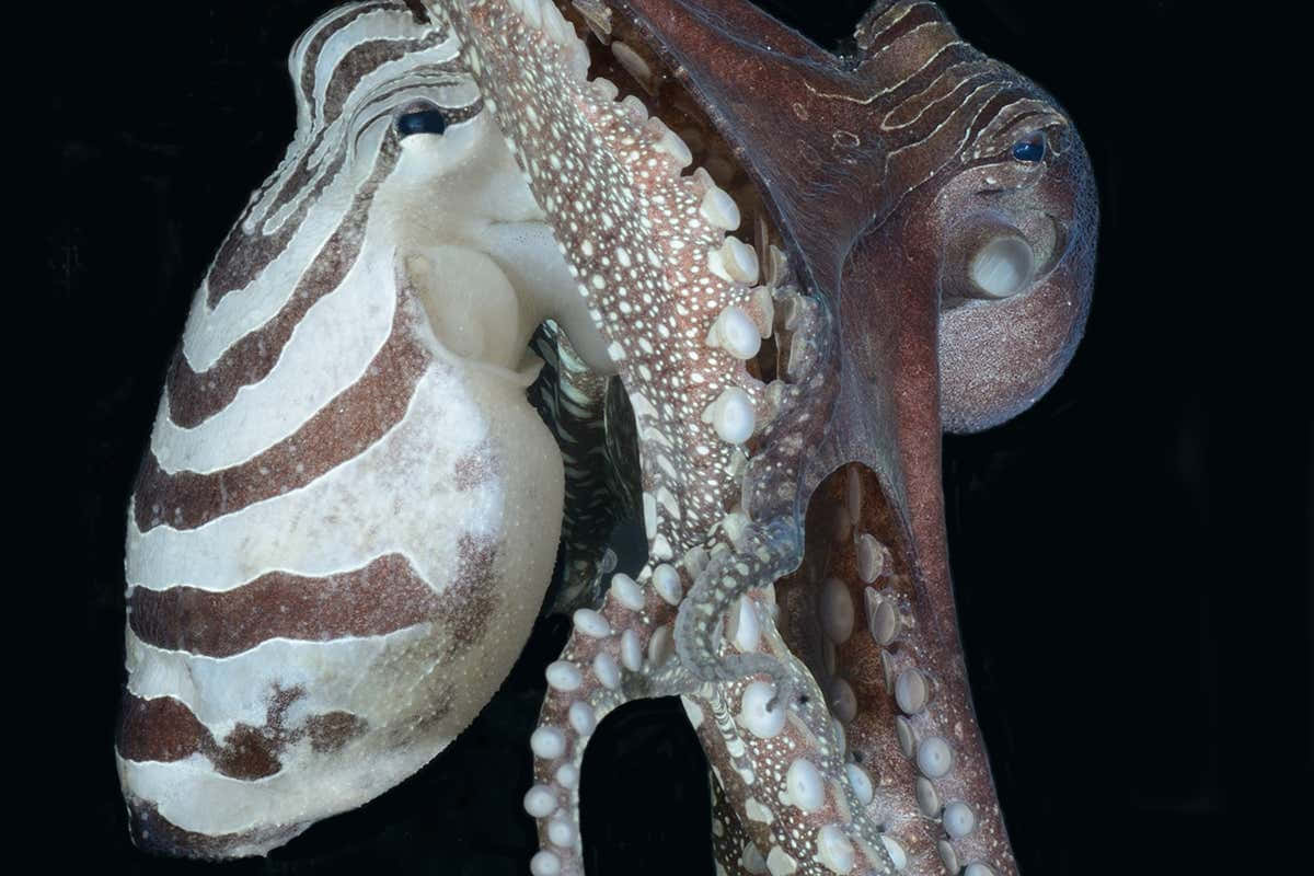 Caption: Majestic Cephalopod In Deep Sea Wallpaper