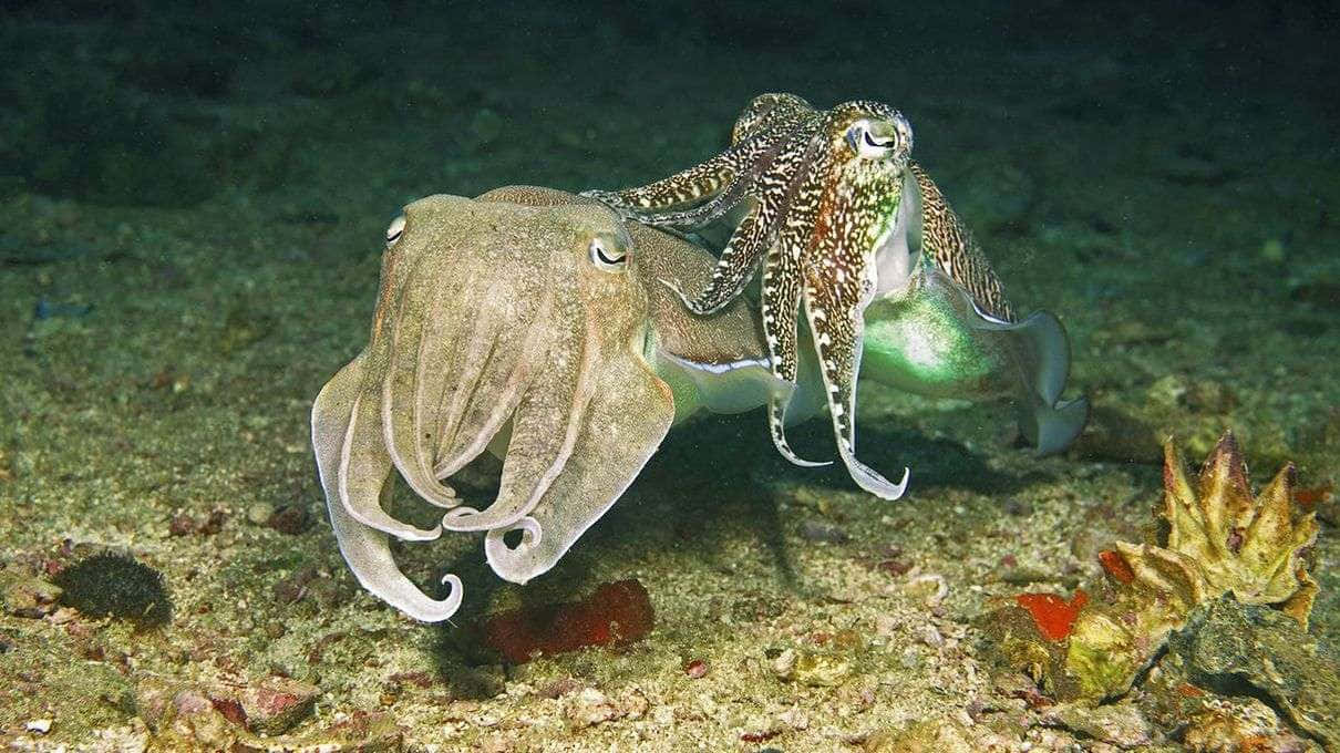 Caption: Majestic Cephalopod In The Deep Ocean Wallpaper