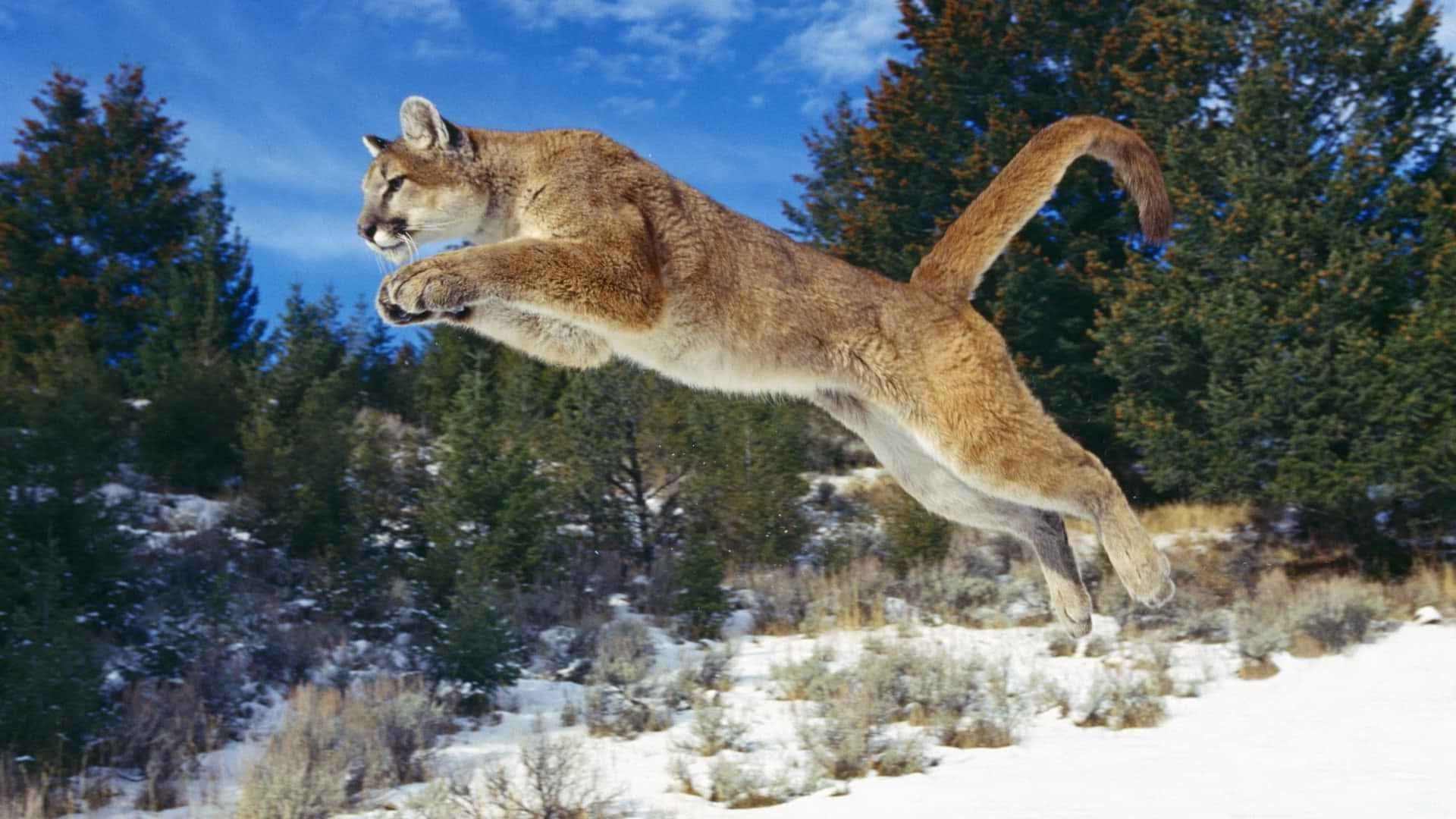 Caption: Majestic Cougar In Its Natural Habitat Wallpaper