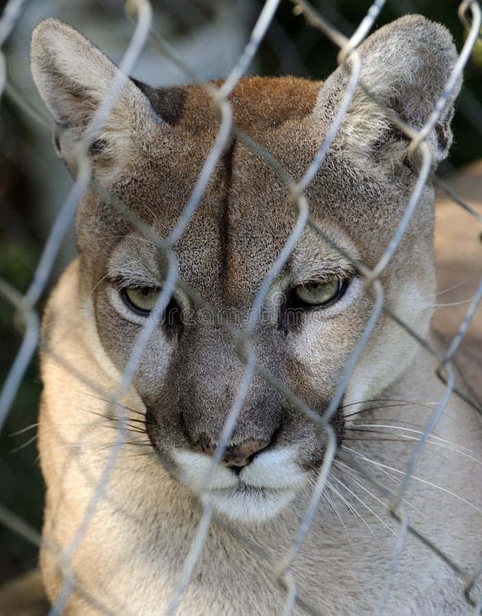 Cougar Wallpaper and background - Animals Town