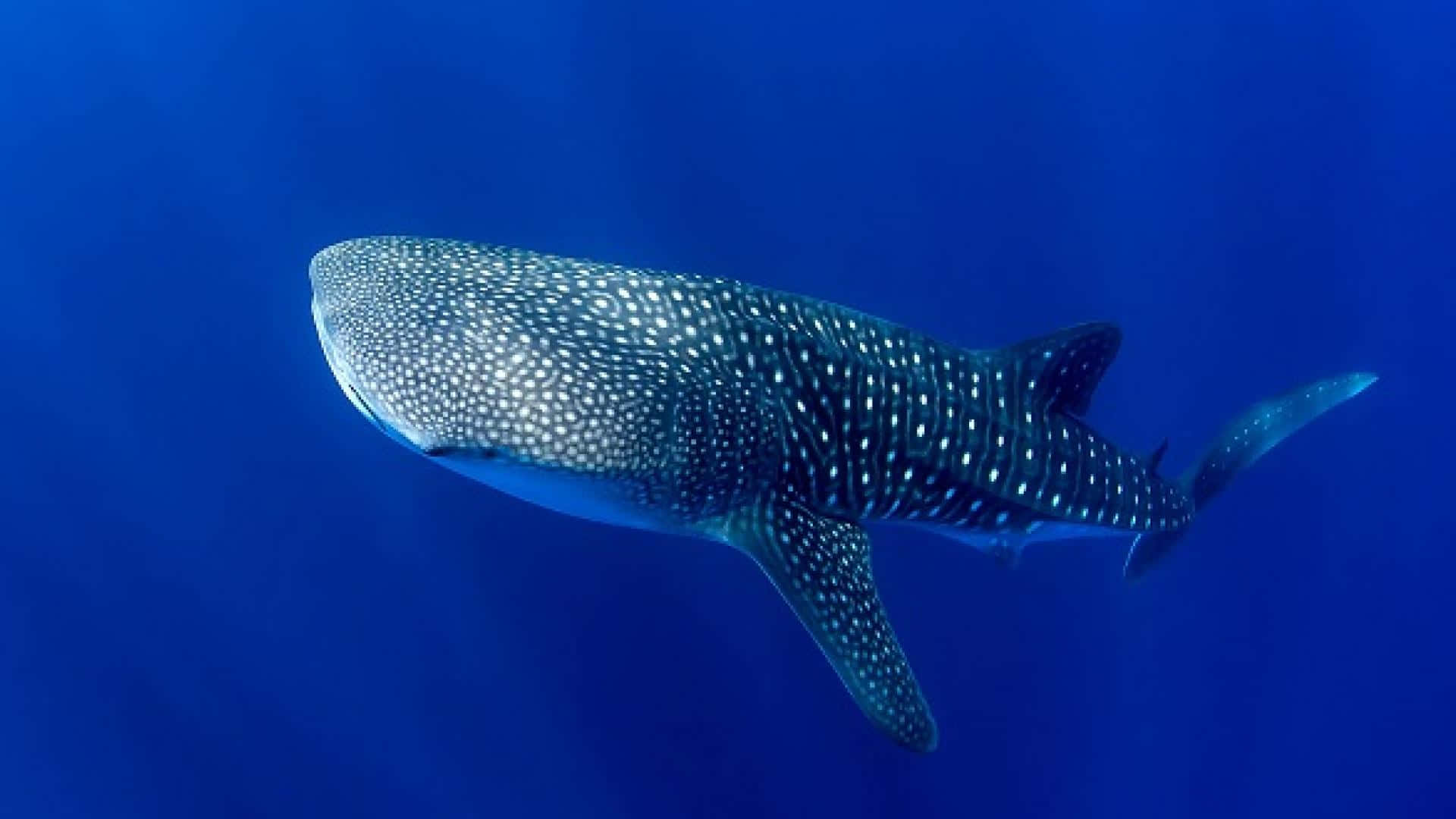 Caption: Majestic Diving Companion - The Graceful Whale Shark Wallpaper