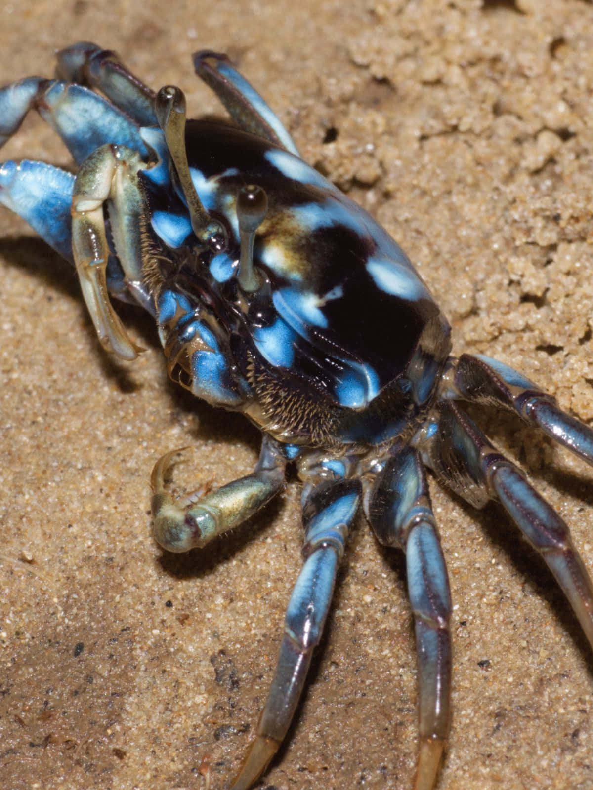 Caption: Majestic Fiddler Crab Basking On The Shore Wallpaper