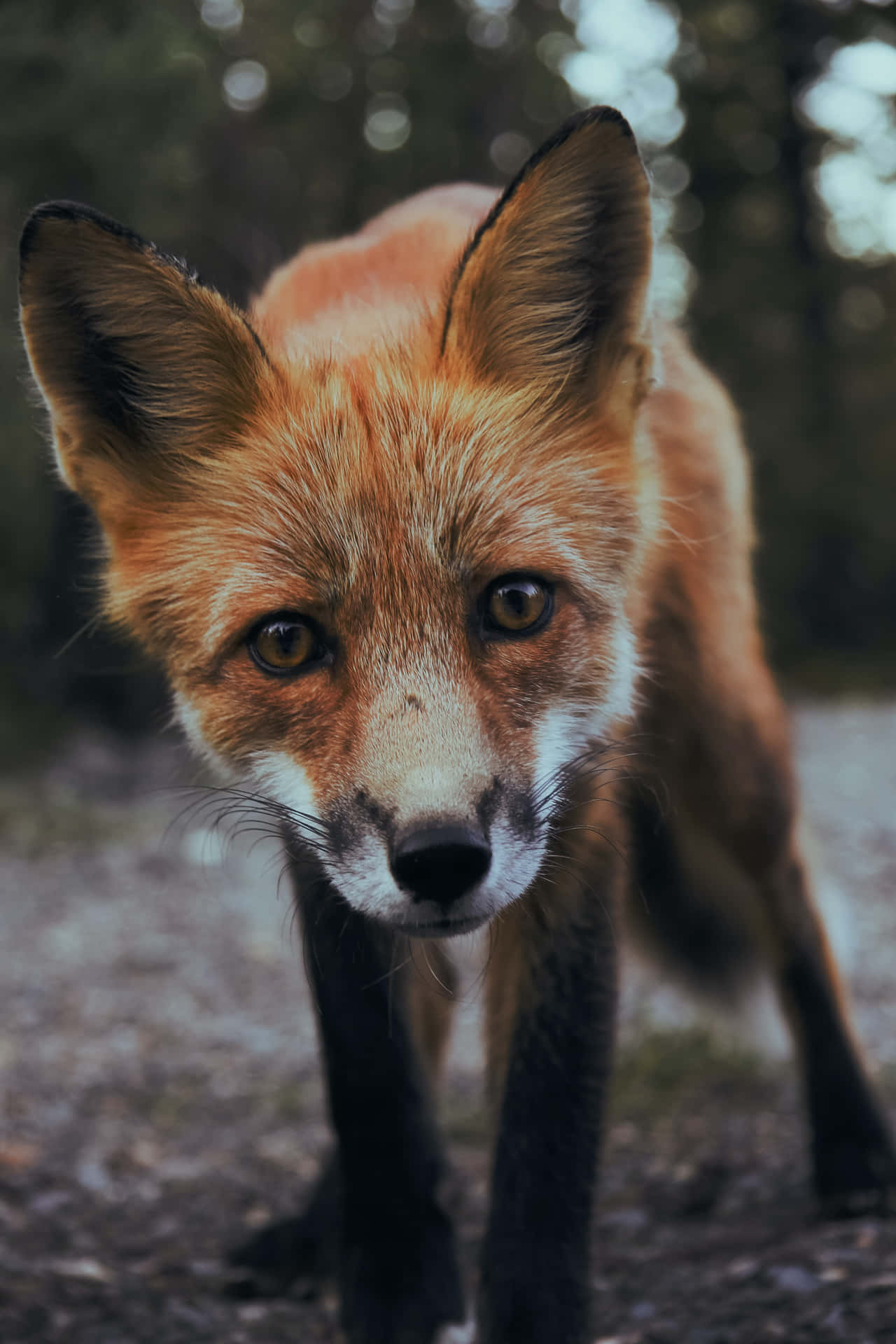 Caption: Majestic Fox In Winter Forest