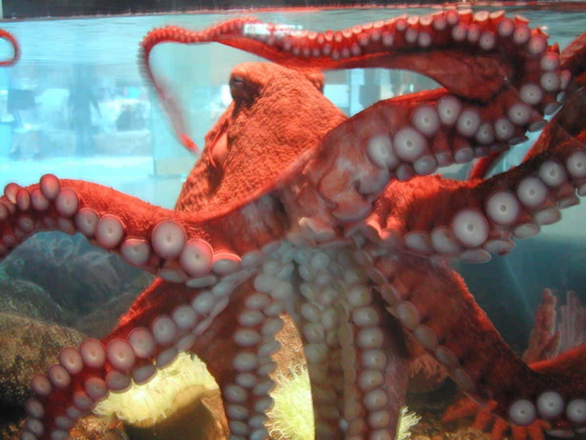 Caption: Majestic Giant Pacific Octopus Underwater Exploration Wallpaper