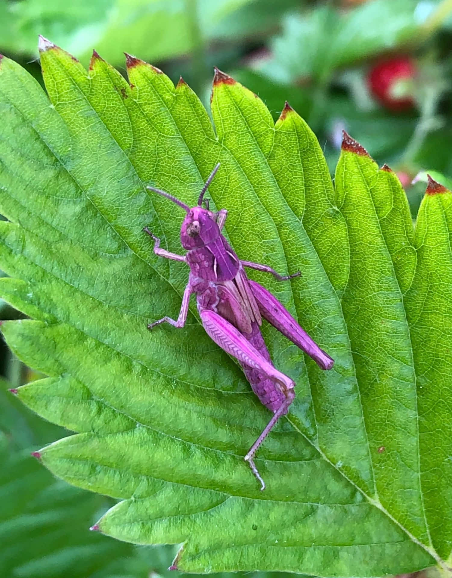 Caption: Majestic Grasshopper In Its Natural Habitat