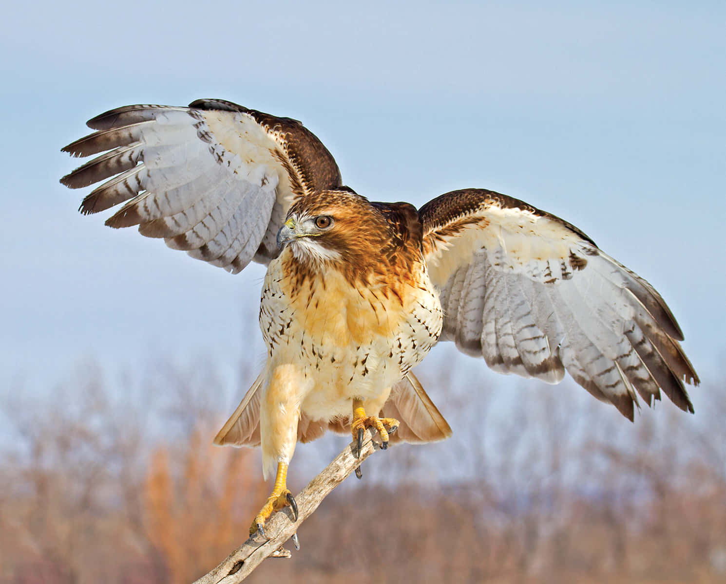 Caption: Majestic Hawk On The Prowl