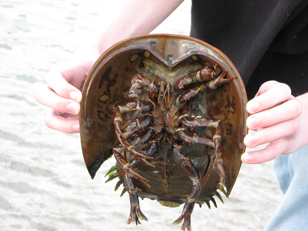 Download Caption: Majestic Horseshoe Crab On The Sandy Shore Wallpaper ...