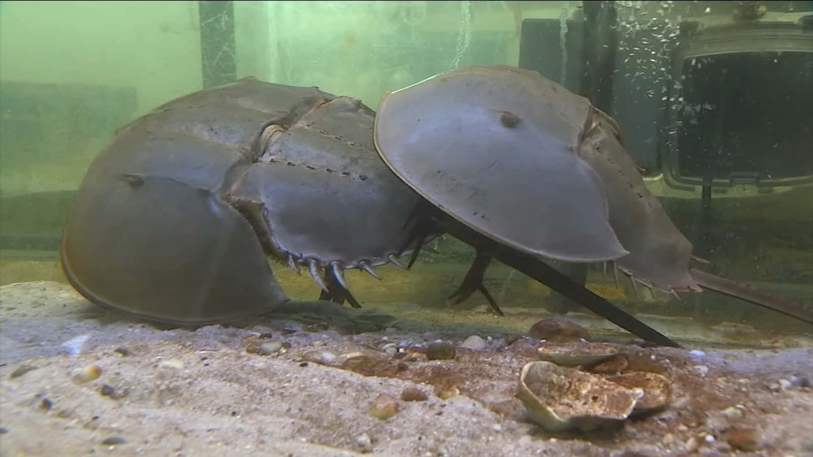 Caption: Majestic Horseshoe Crab On The Shore Wallpaper