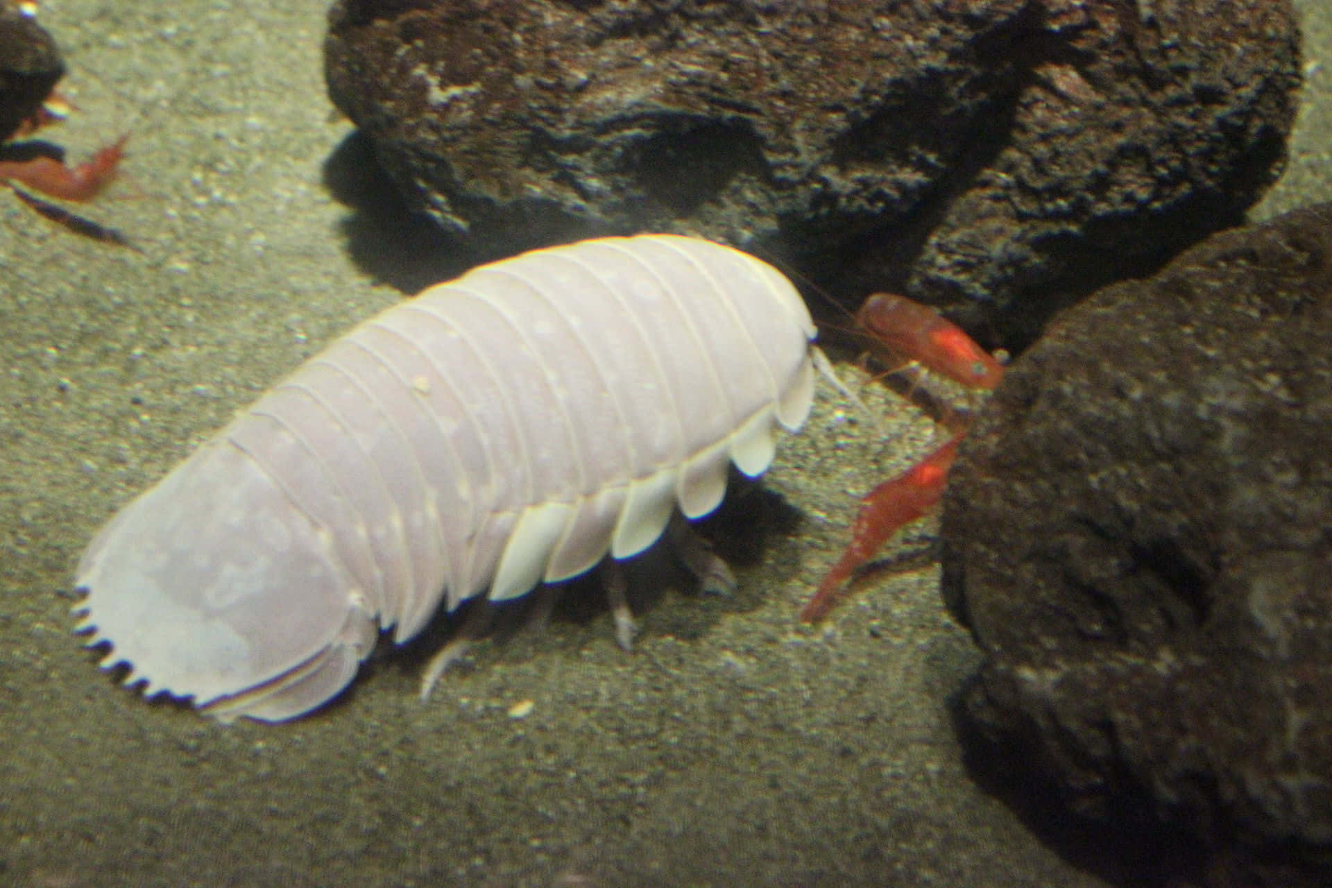 Caption: Majestic Isopod In Its Natural Underwater Environment Wallpaper