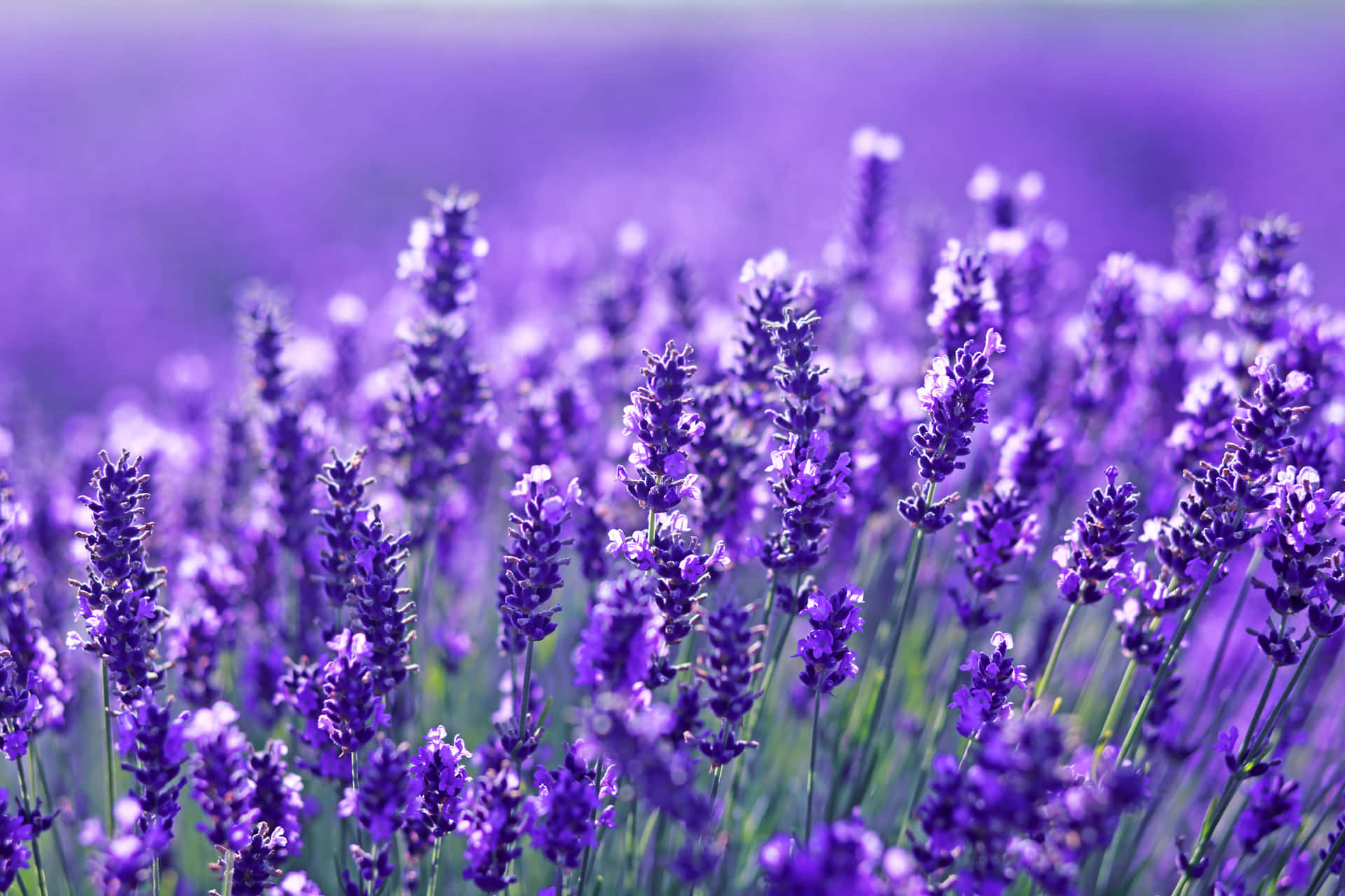 French Lavender С†РІРµС‚С‹