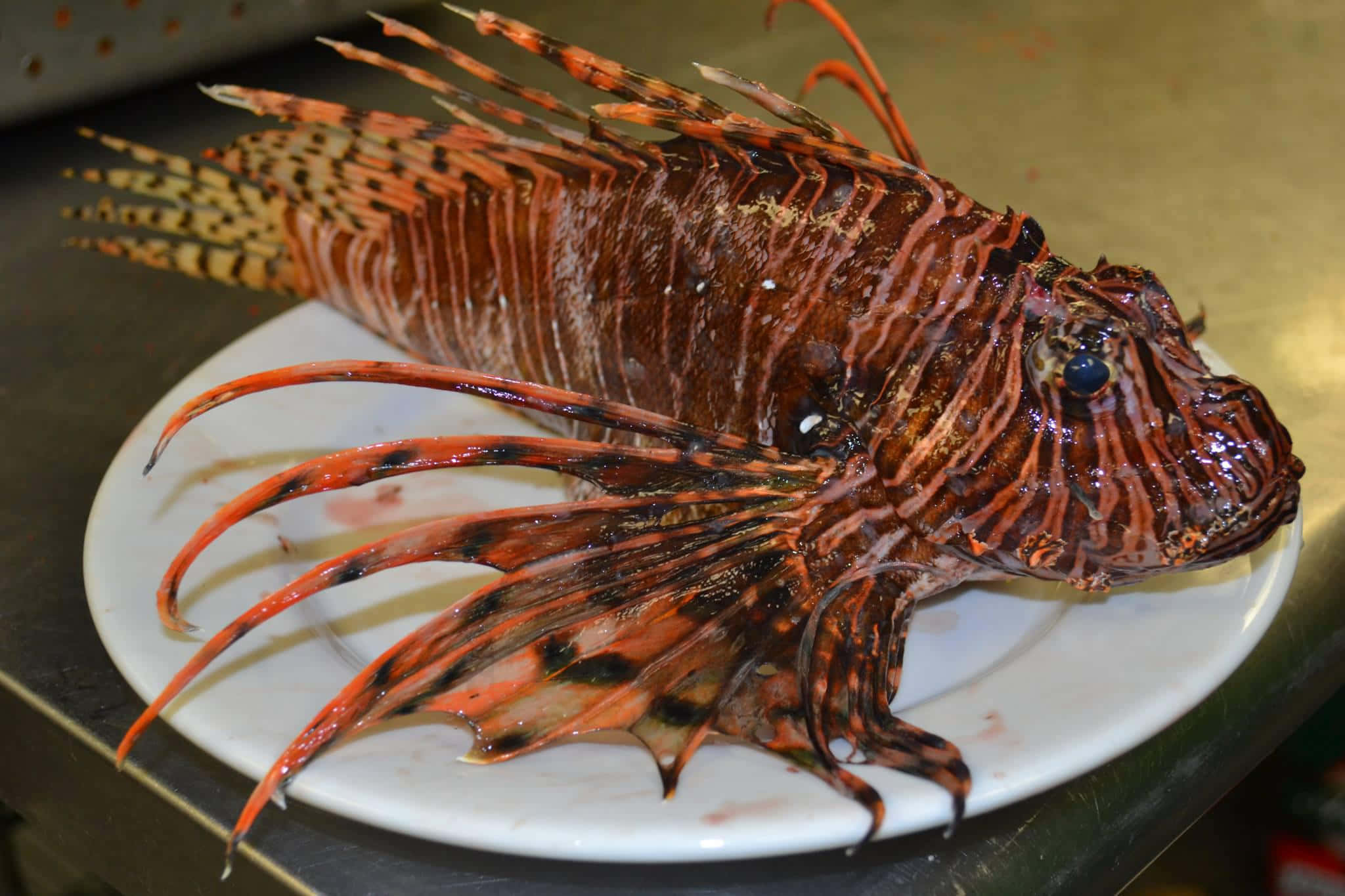 Caption: Majestic Lionfish Prowling The Coral Reefs Wallpaper