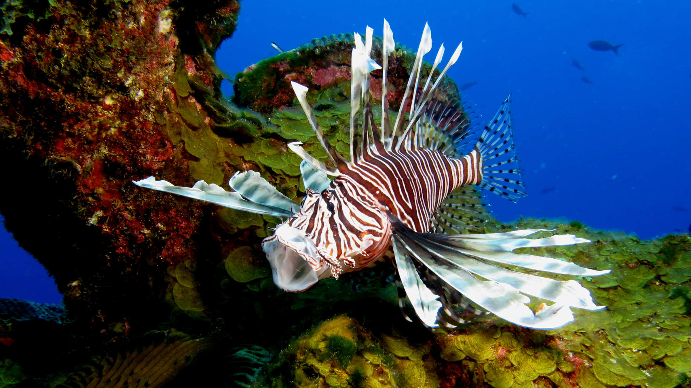 Caption: Majestic Lionfish Swimming In Vibrant Coral Reef Wallpaper