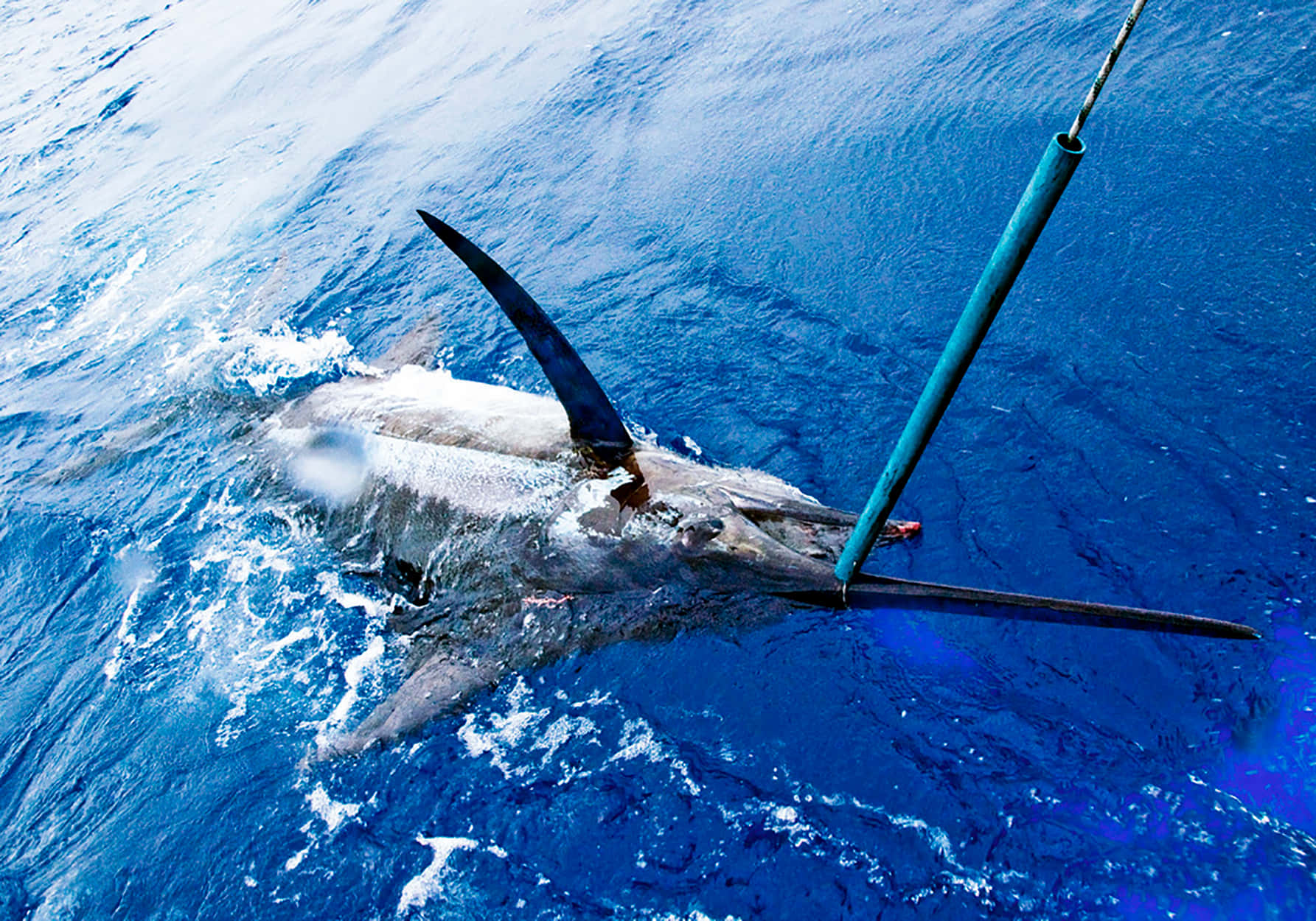 Caption: Majestic Marlin Leaping Out Of The Ocean Wallpaper