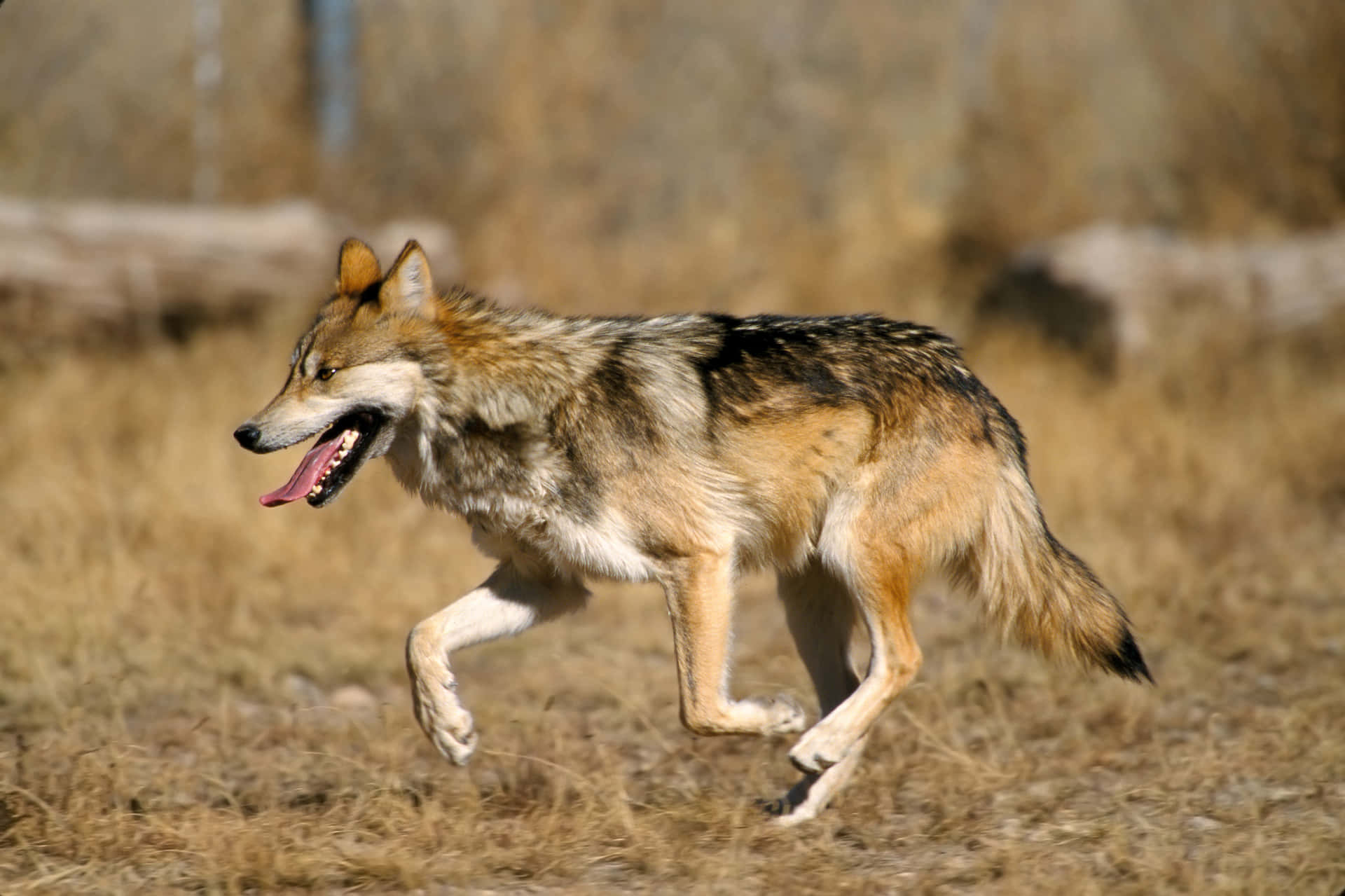 Caption: Majestic Mexican Wolf In The Wild Wallpaper