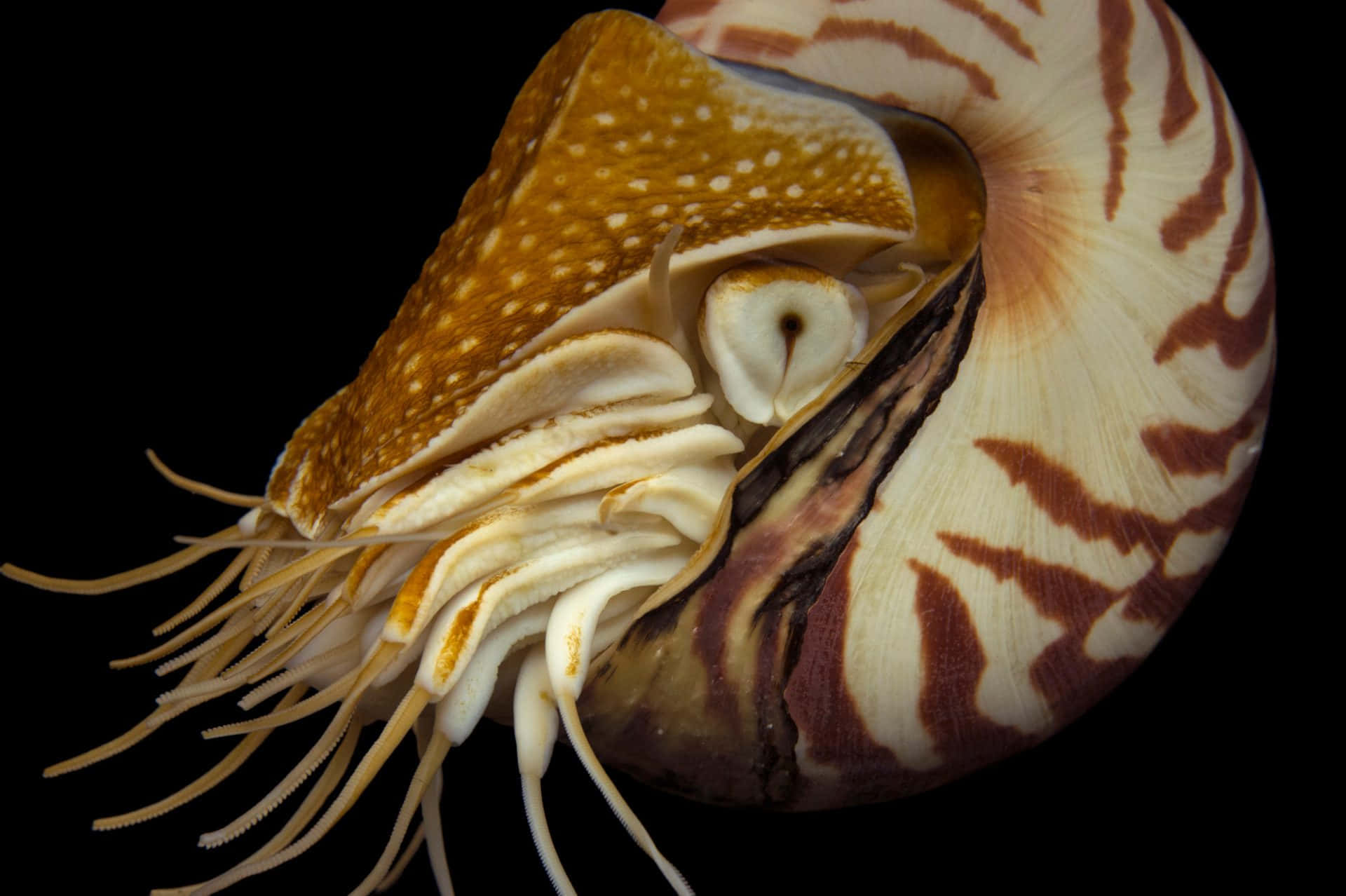 Caption: Majestic Nautilus Gliding In The Deep Ocean Wallpaper