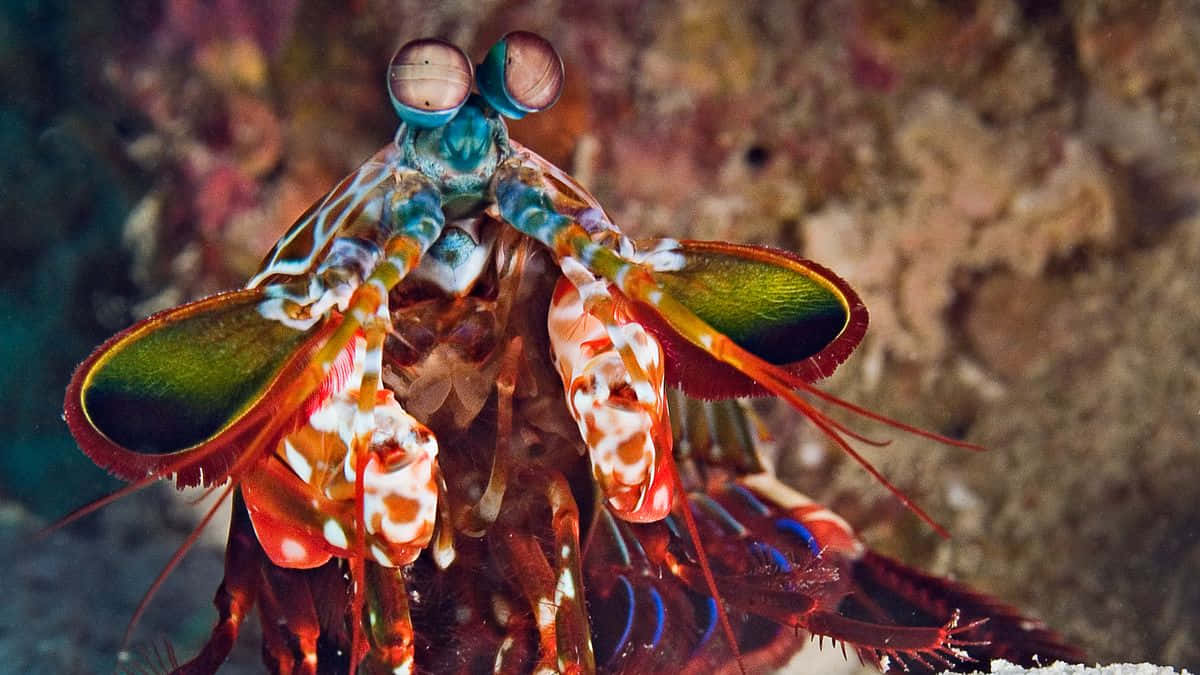 Caption: Majestic Peacock Mantis Shrimp In Deep Waters Wallpaper