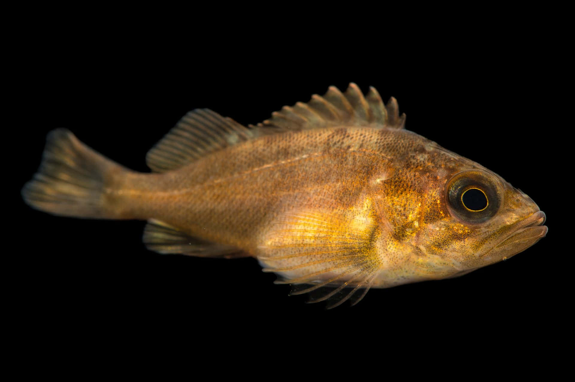 Caption: Majestic Quillback Rockfish Nestled In Its Natural Underwater Habitat. Wallpaper