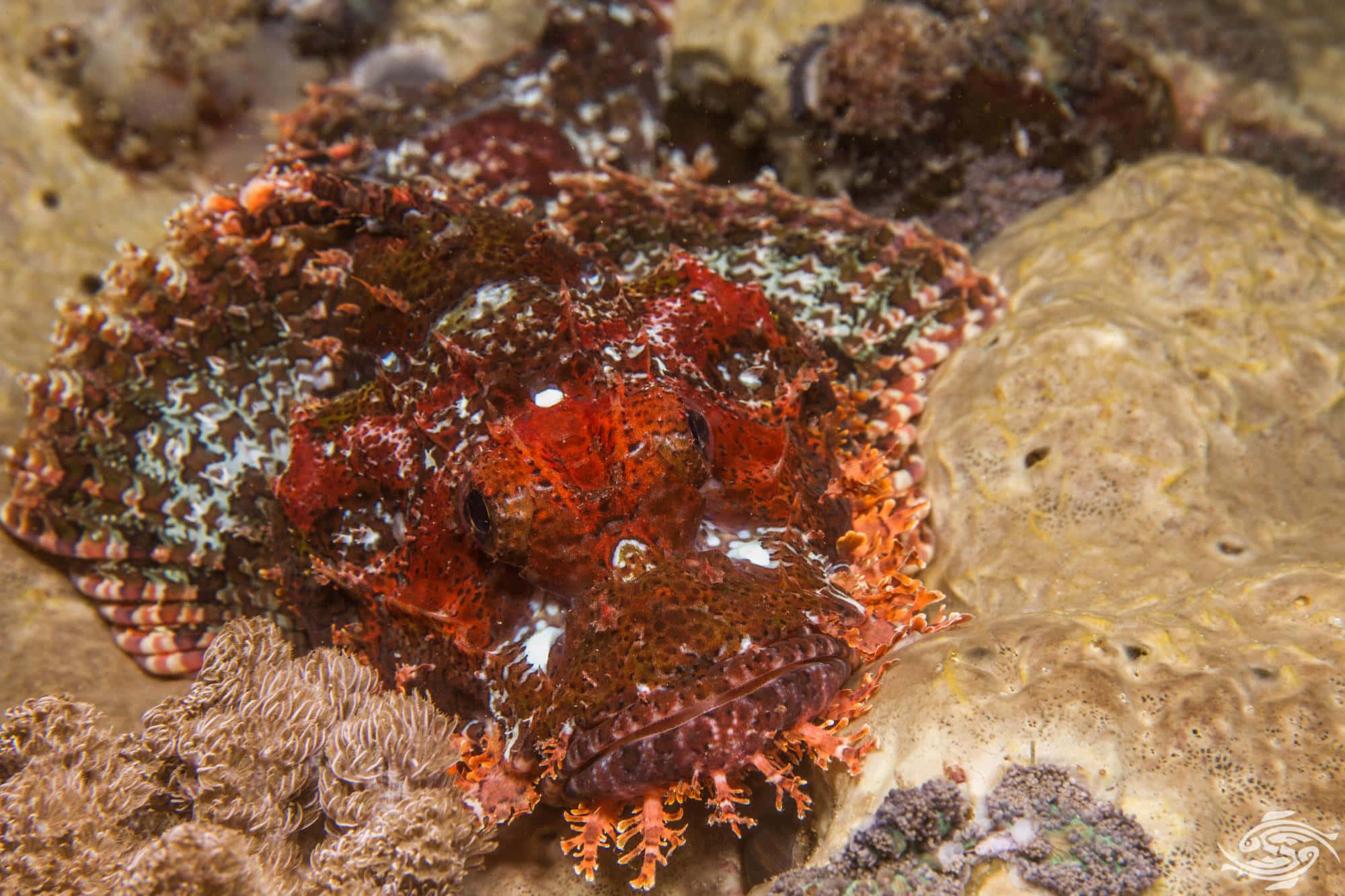 Poisson Scorpion Majestueux Camouflé Dans Un Récif Corallien Vibrant Fond d'écran