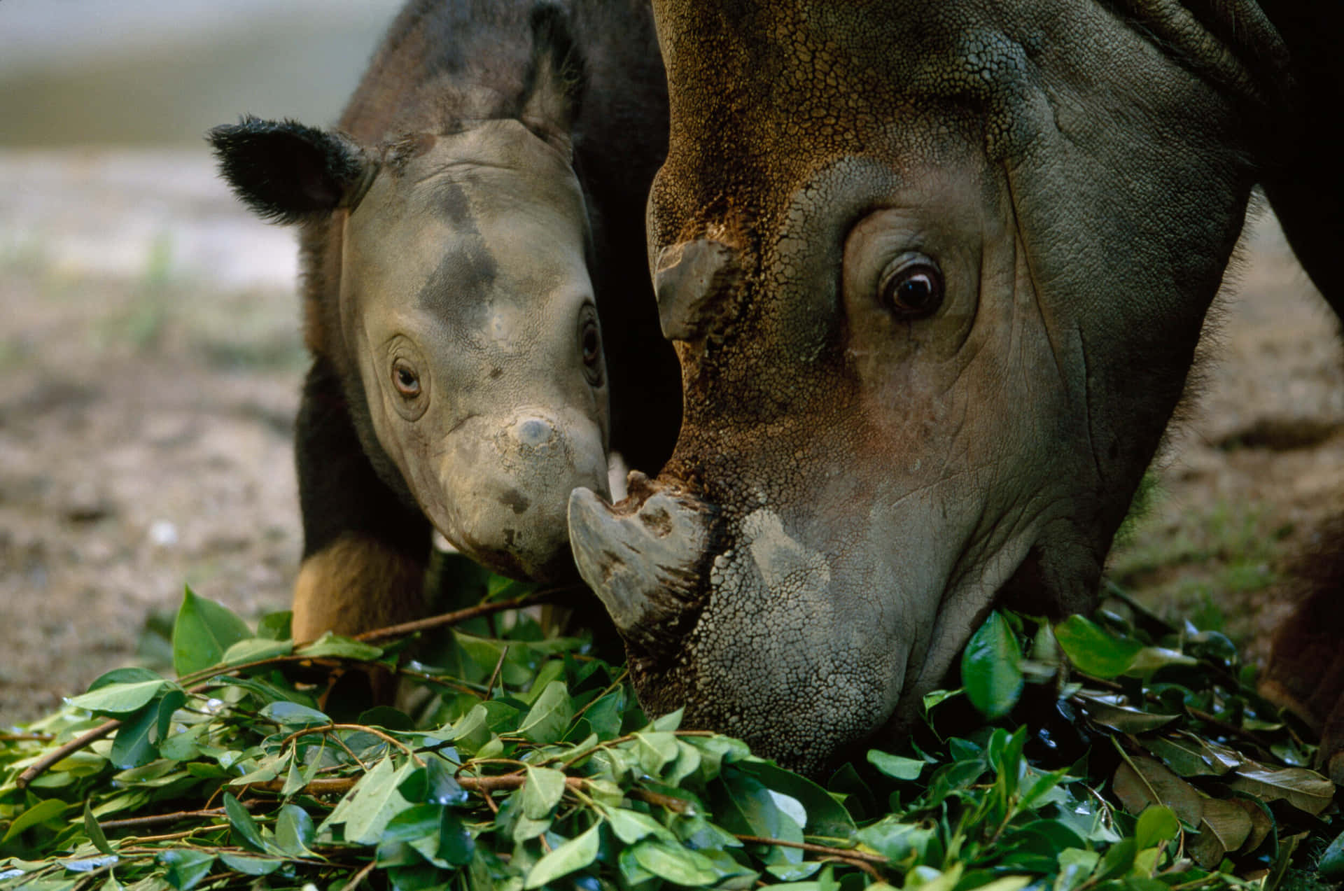 Caption: Majestic Solitary Rhinoceros In Natural Habitat