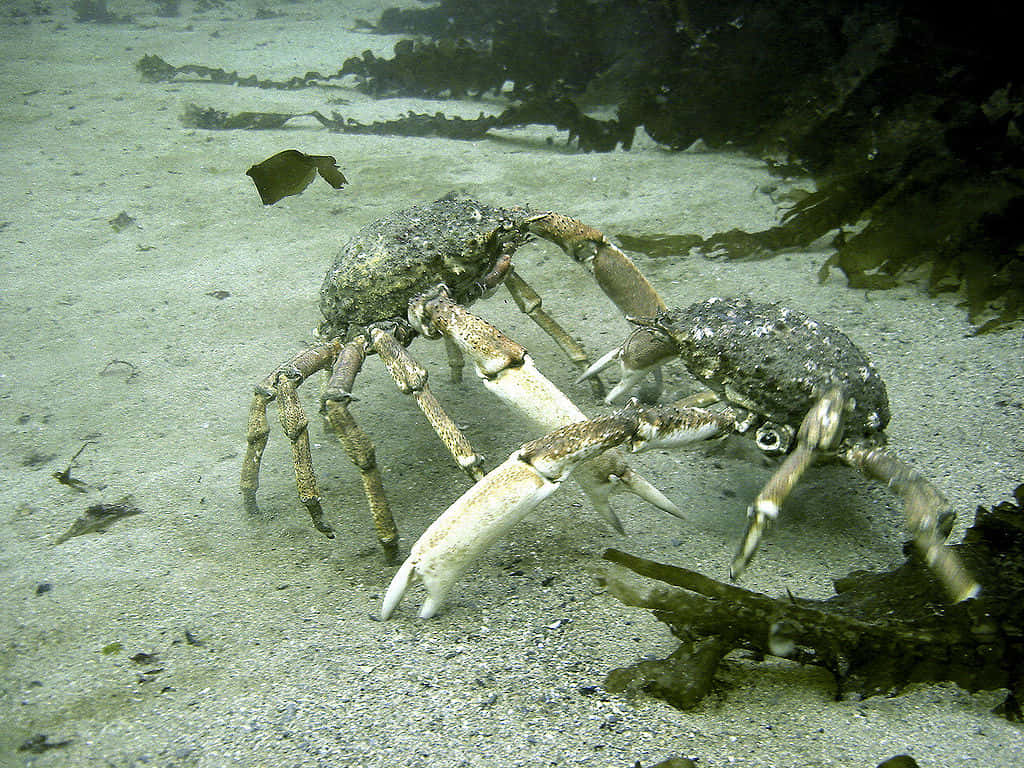 Caption: Majestic Spider Crab In Its Natural Habitat Wallpaper
