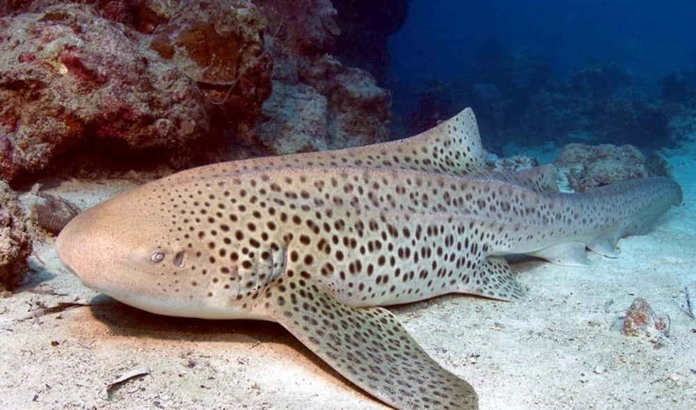 Caption: Majestic Zebra Shark Gliding Through The Ocean Depths Wallpaper