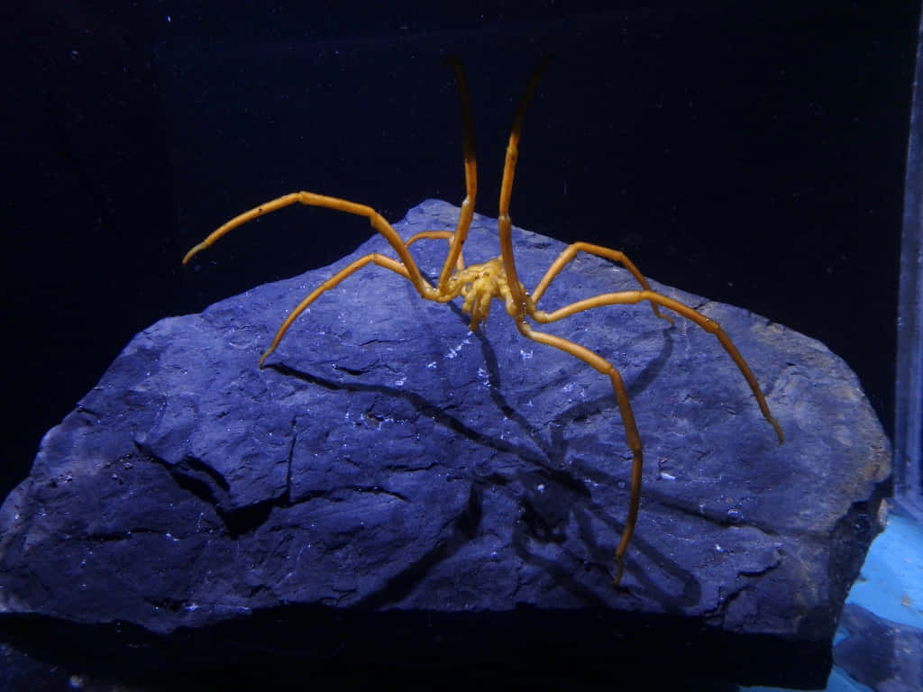 Caption: Marvelous Sea Spider Wandering In The Deep Sea Wallpaper