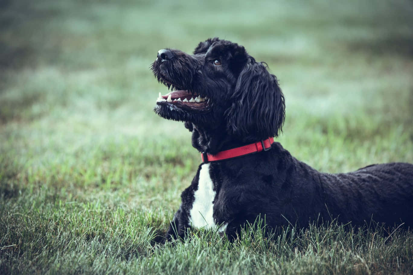 Overskrift: Lekende Shaggy Hund Nyter Utendørs Bakgrunnsbildet