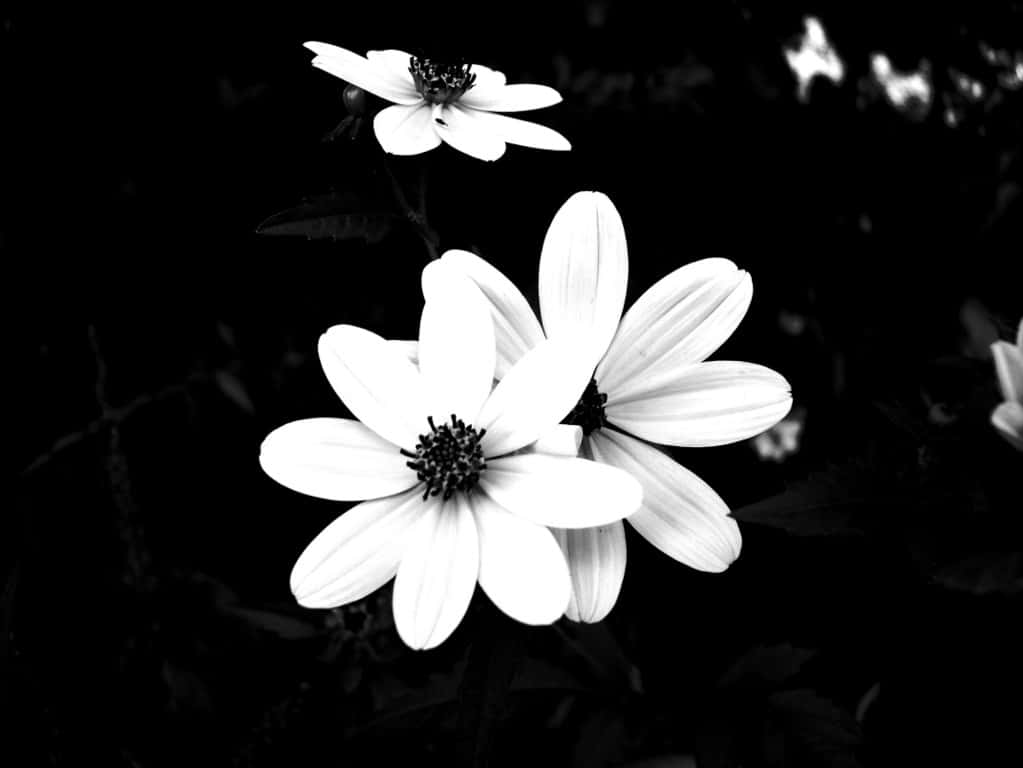 Caption: Poetic Simplicity - A Stunning Monochrome Shot Of A Flower Wallpaper