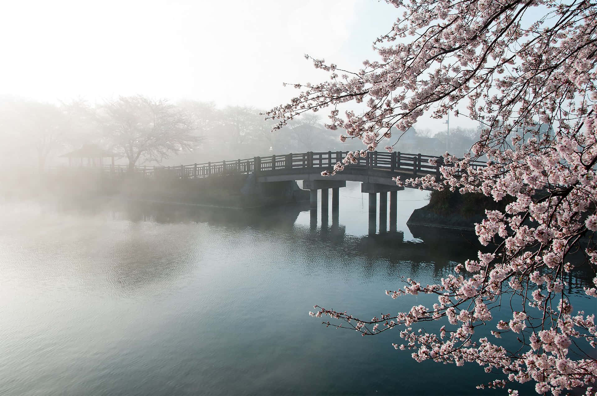 Caption: Pristine Cherry Blossom Landscape Wallpaper