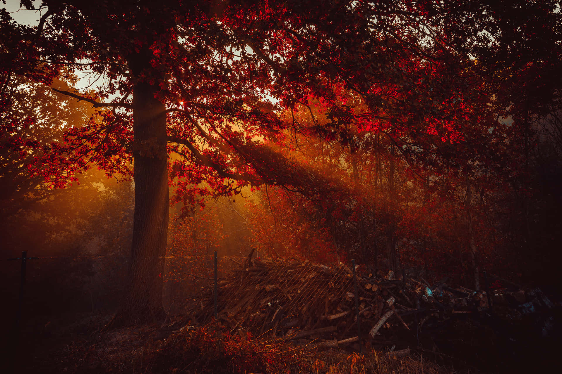 Caption: Serene Autumn Forest Path