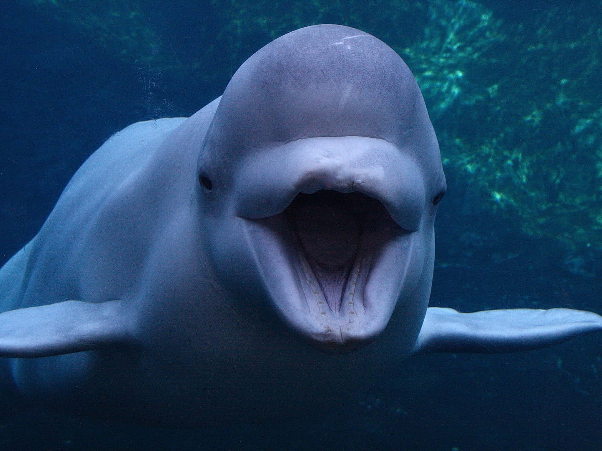 Caption: Serene Beluga Whale Gliding Through Clear Blue Waters Wallpaper