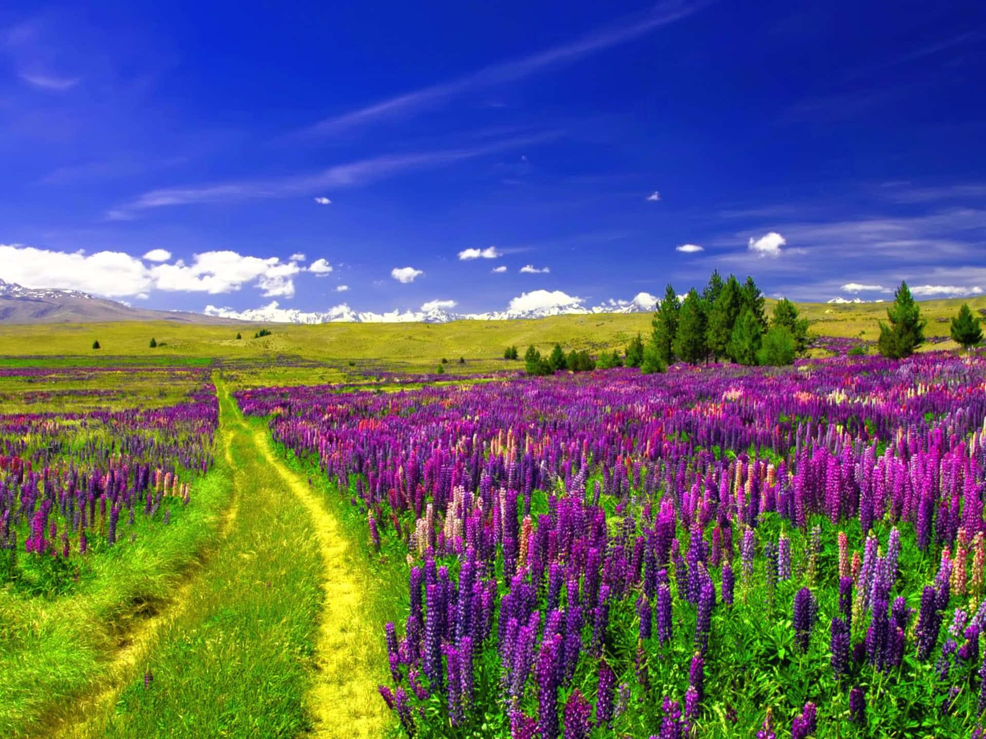 Caption: Serene Walkway In A Blooming Flower Field Wallpaper