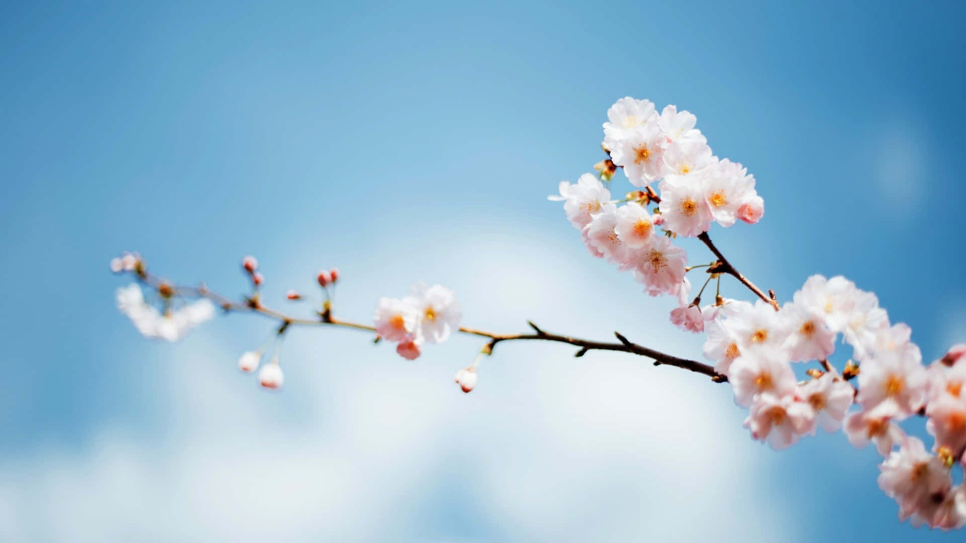 Caption: Serenity Of Spring Sky Wallpaper