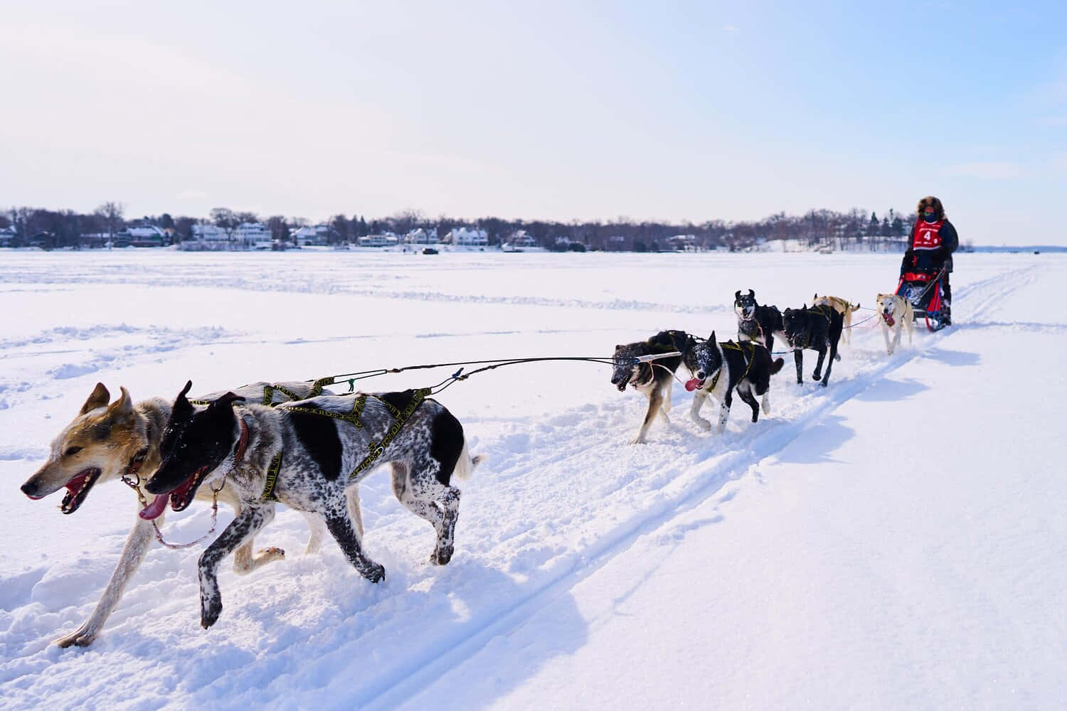 Caption: Sled Dogs Adrenaline Ride In Snowy Wilderness Wallpaper