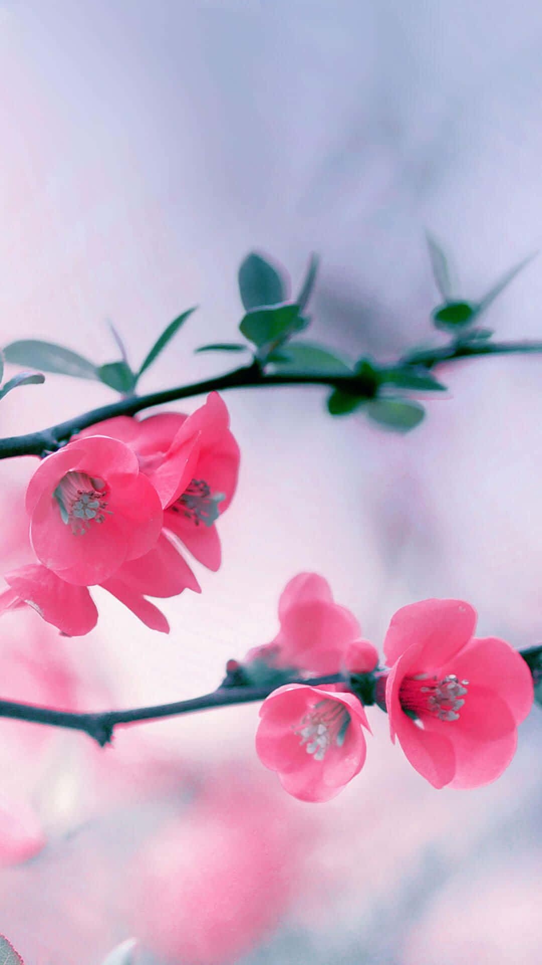 Caption: Spring Blooms On Iphone Display Wallpaper