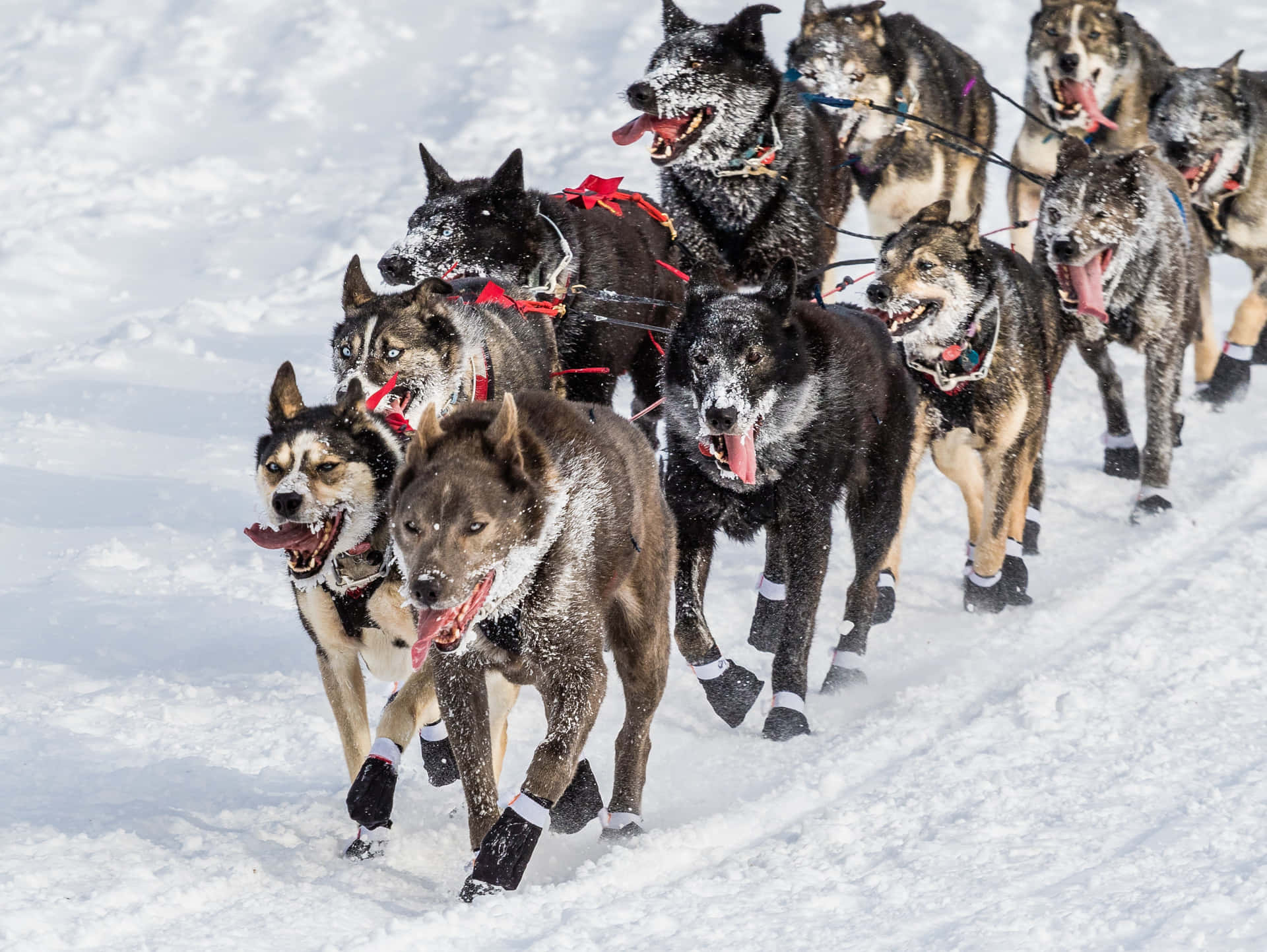 Caption: Strong Siberian Husky Sled Dogs In A Snowy Landscape Wallpaper
