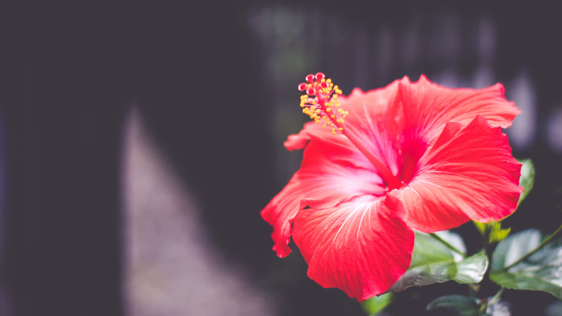 Caption: Stunning Bright Red Hibiscus Blossom In Full Bloom Wallpaper