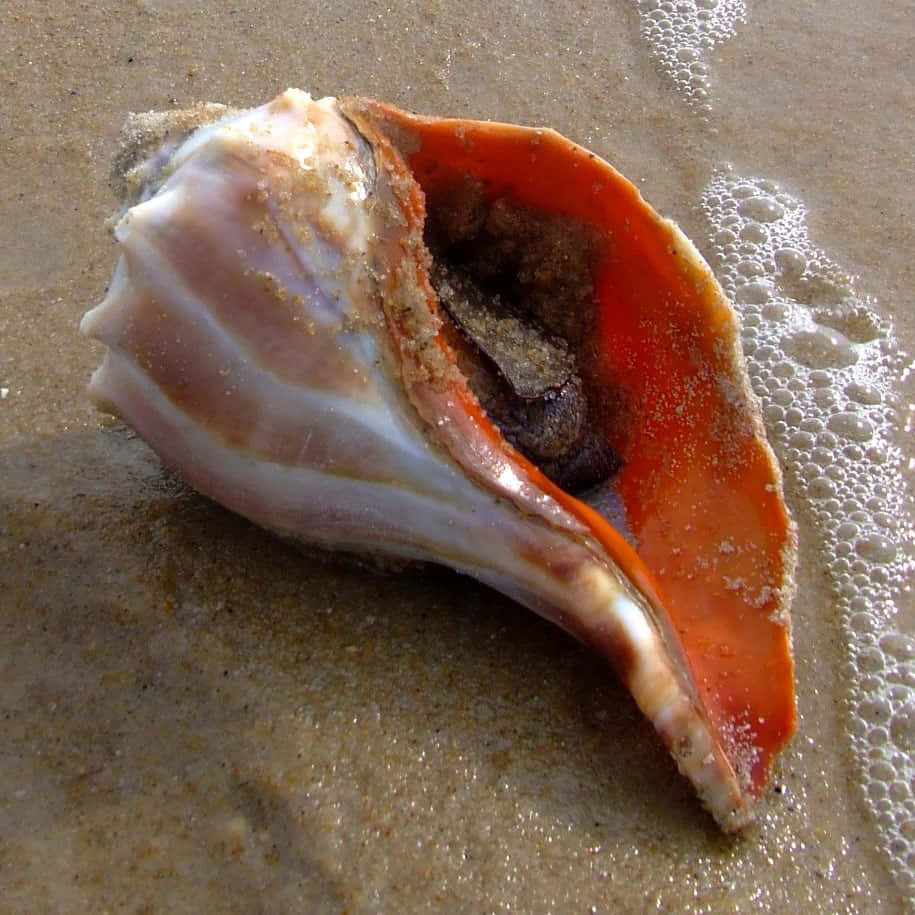 Caption: Stunning Close-up Of A Whelk Wallpaper