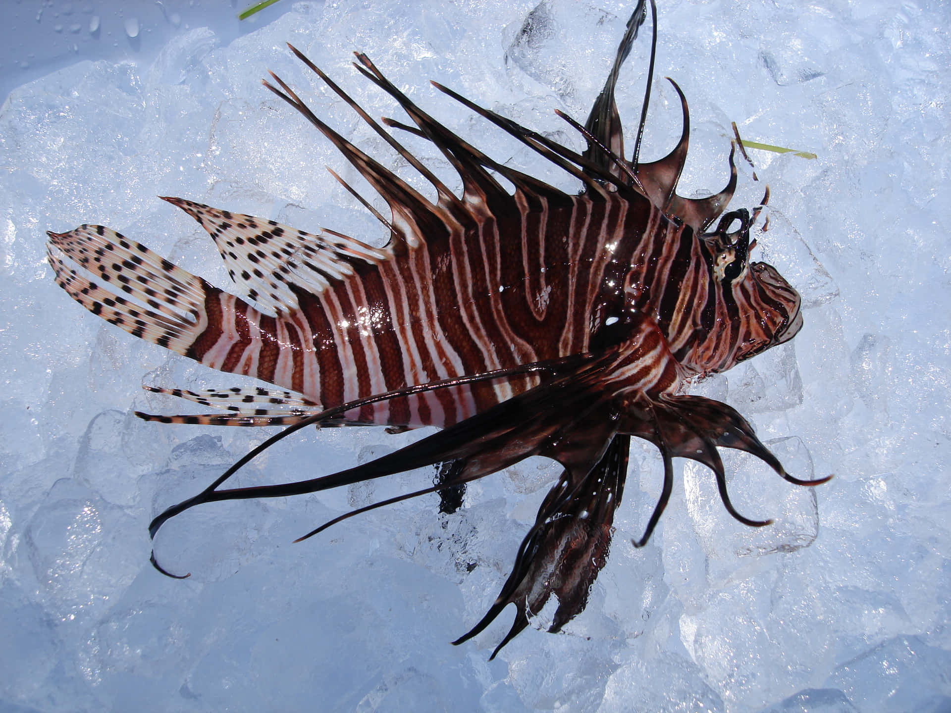 Caption: Stunning Lionfish In Its Natural Marine Habitat Wallpaper