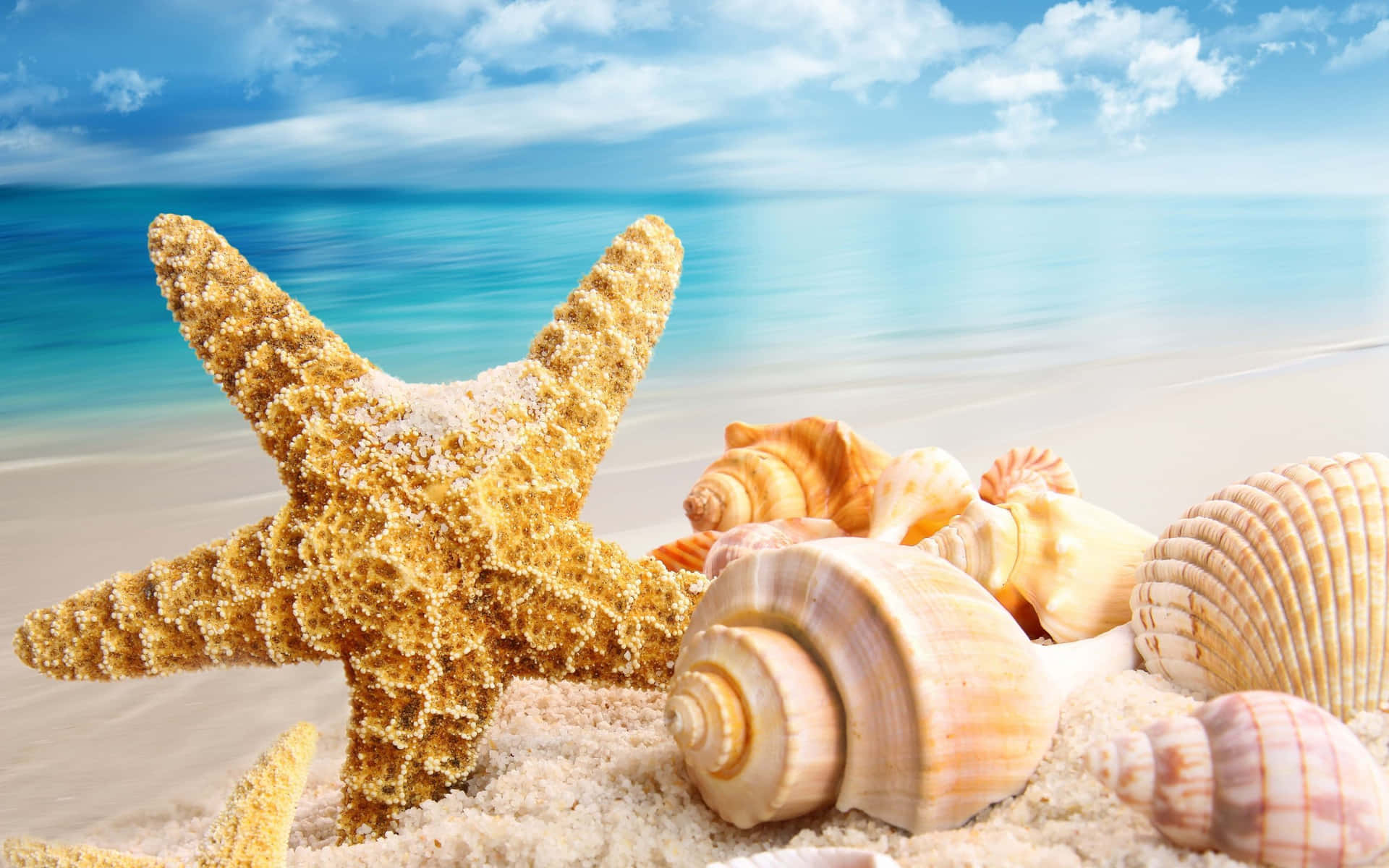 Download Caption: Stunning Spiral Seashell On White Sand Beach
