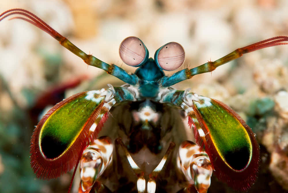 Caption: Stunning View Of A Peacock Mantis Shrimp Wallpaper