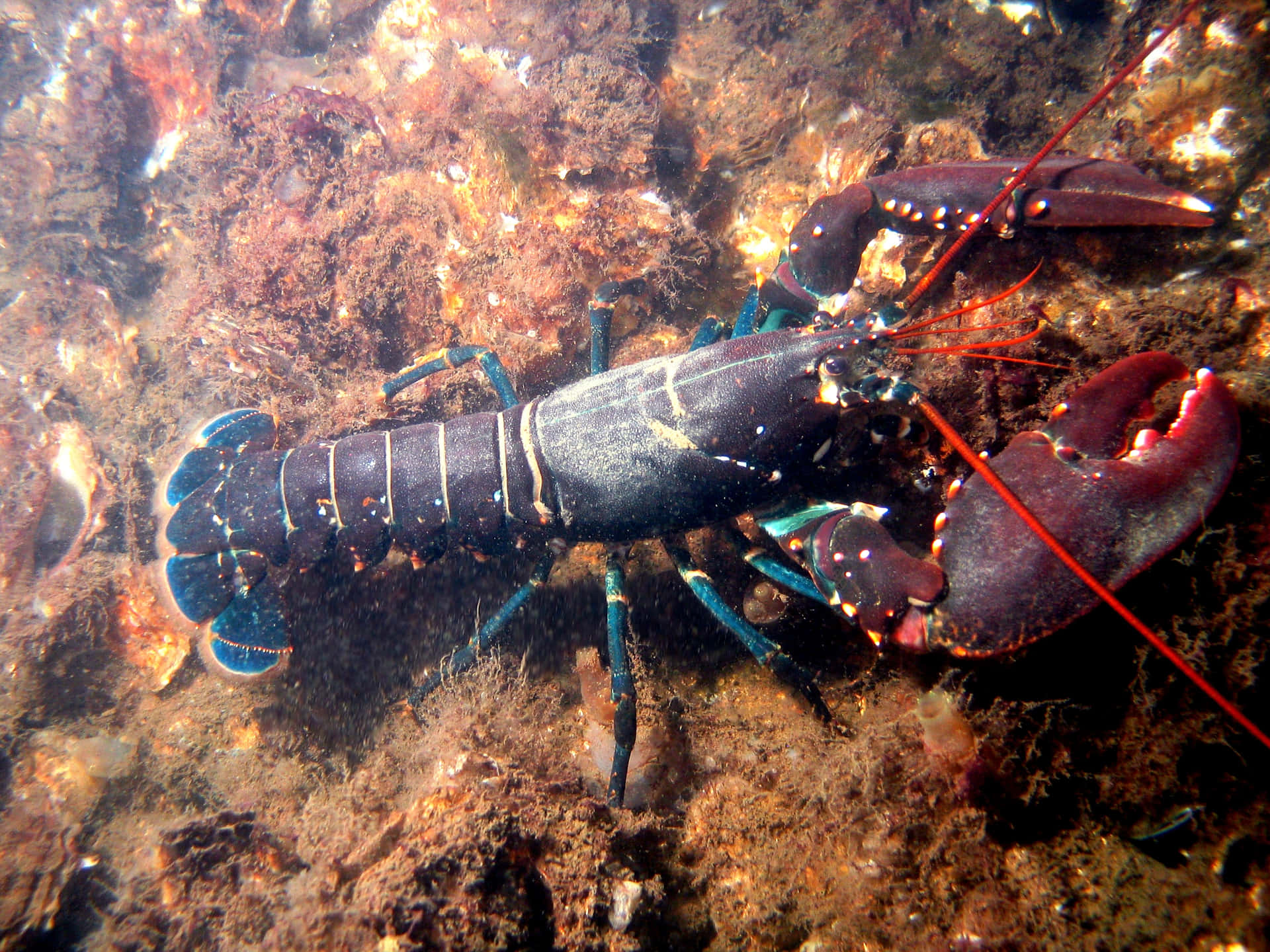 Caption: Sublime Underwater Majesty - Red Lobster In Its Natural Habitat
