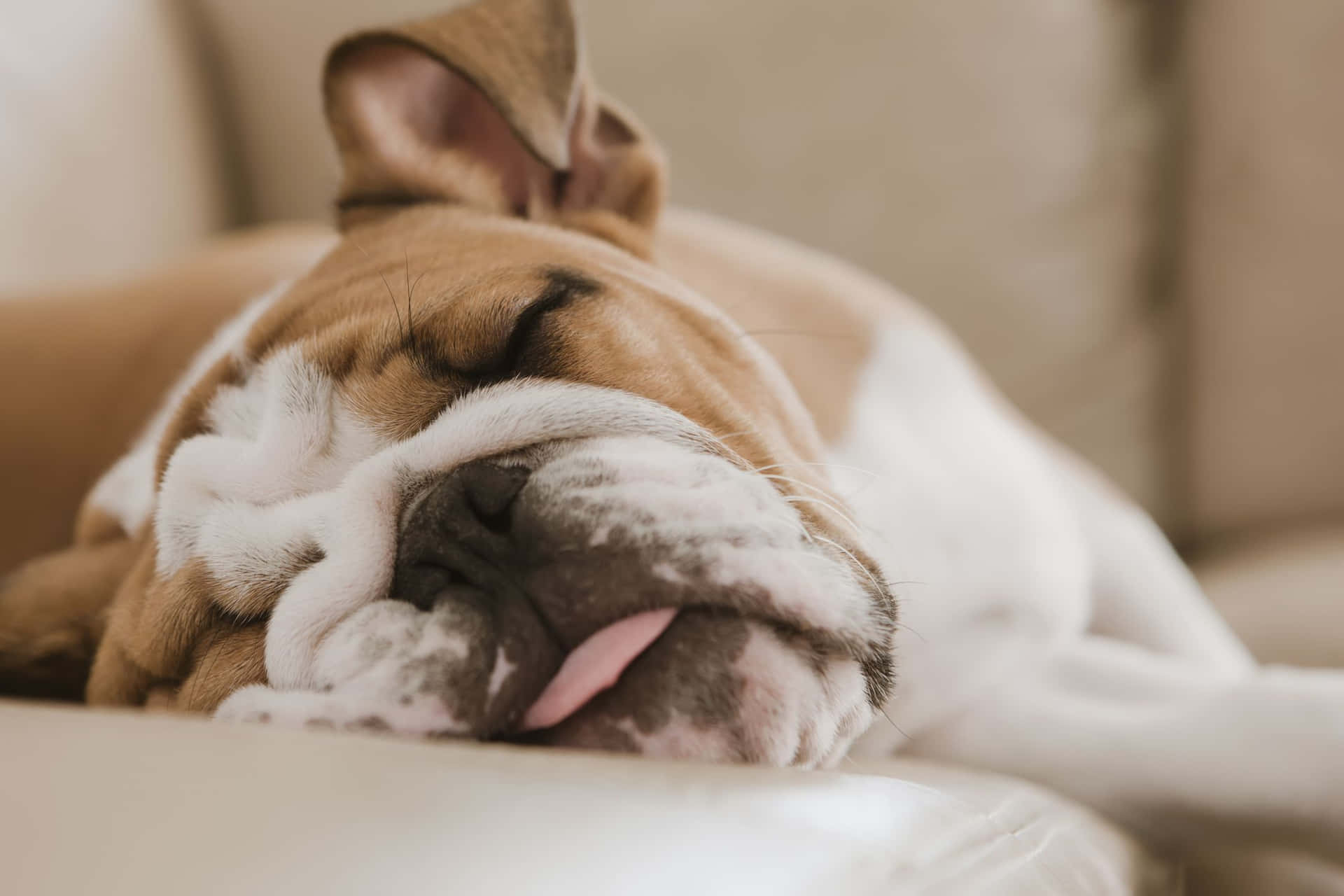 Caption: Tranquil Afternoon Nap Of A Lazy Dog Wallpaper