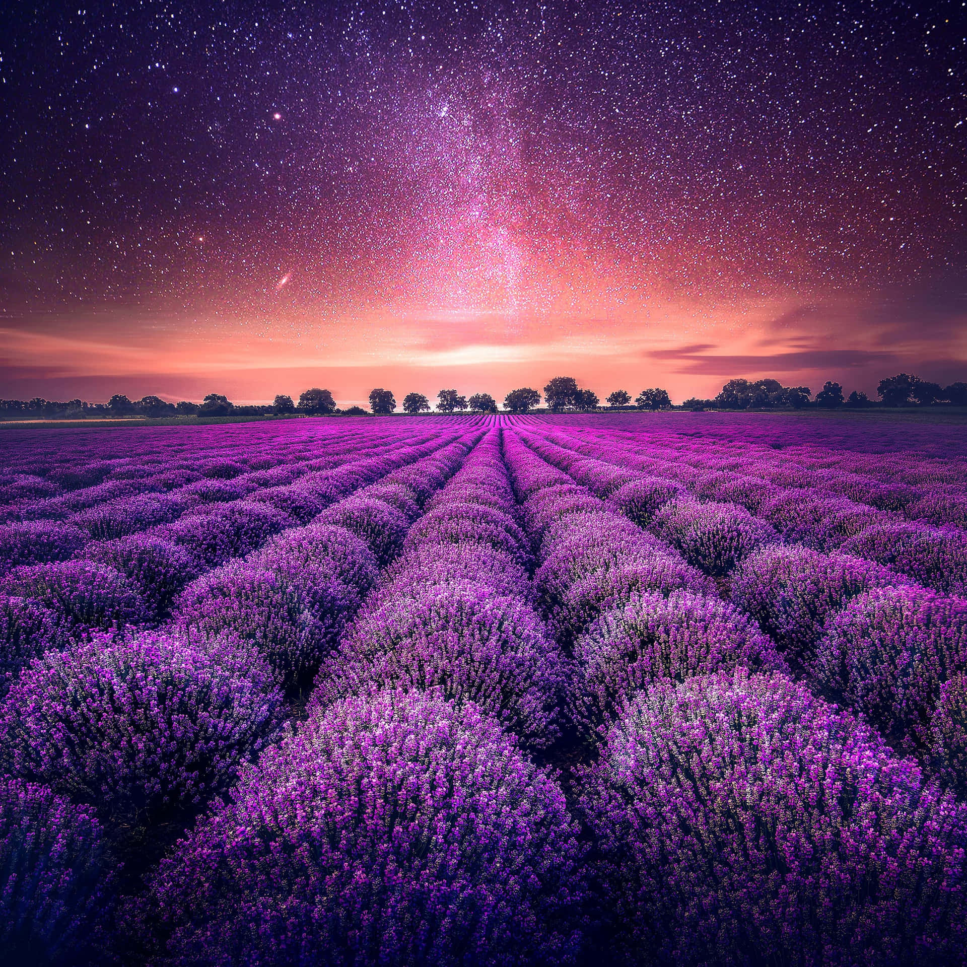 Caption: Tranquil Lavender Field Under Sunset