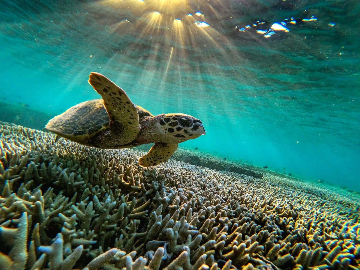 Caption: Underwater Kingdom - A Breathtaking View Of Marine Life Wallpaper