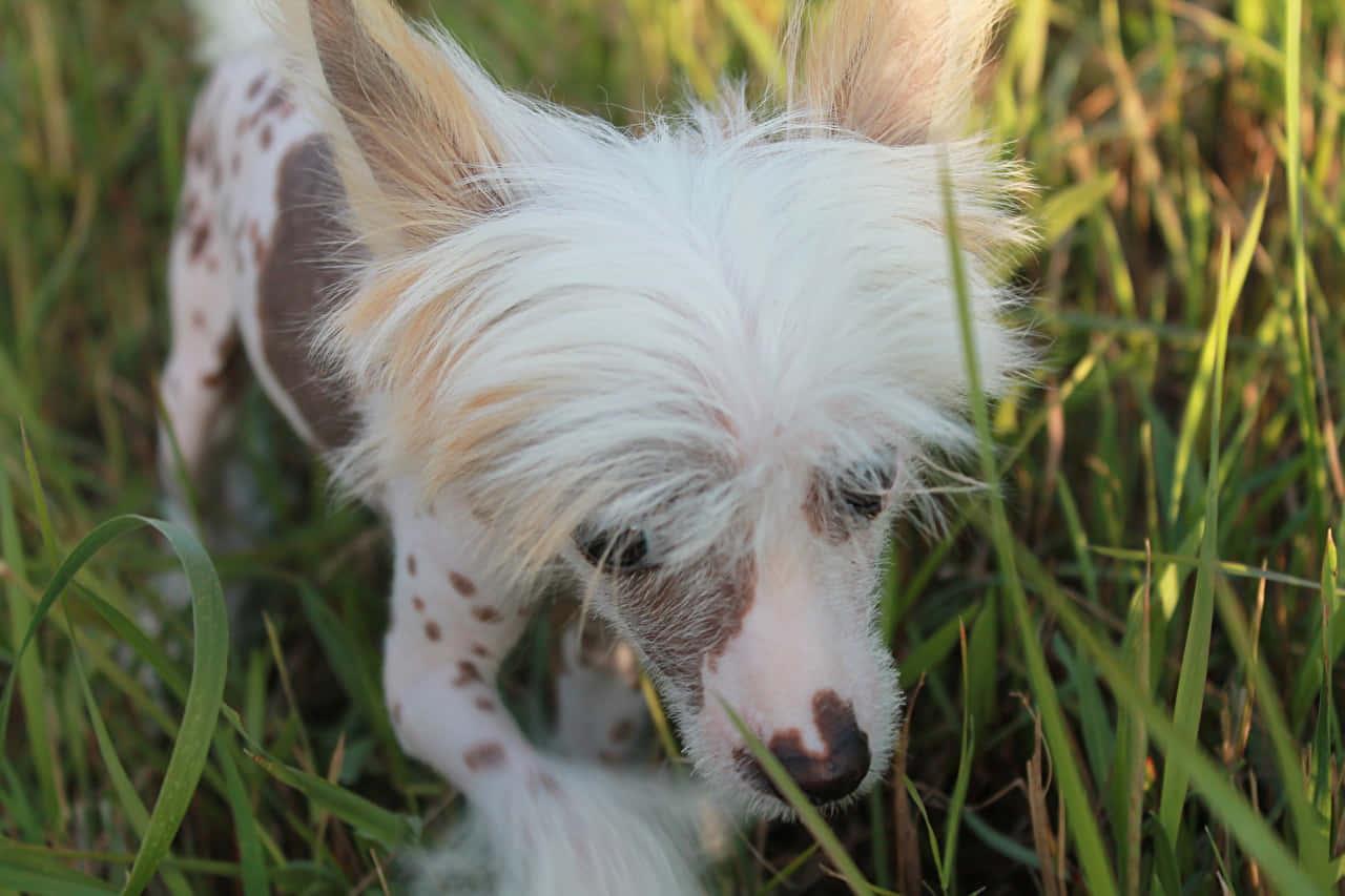 Caption: Unique And Striking Hairless Dog. Wallpaper