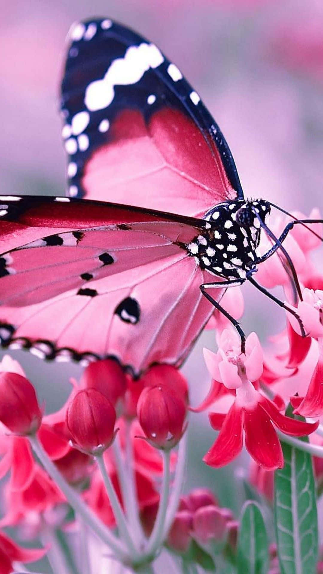 Caption: Vibrant And Mystical Pink Butterfly Background
