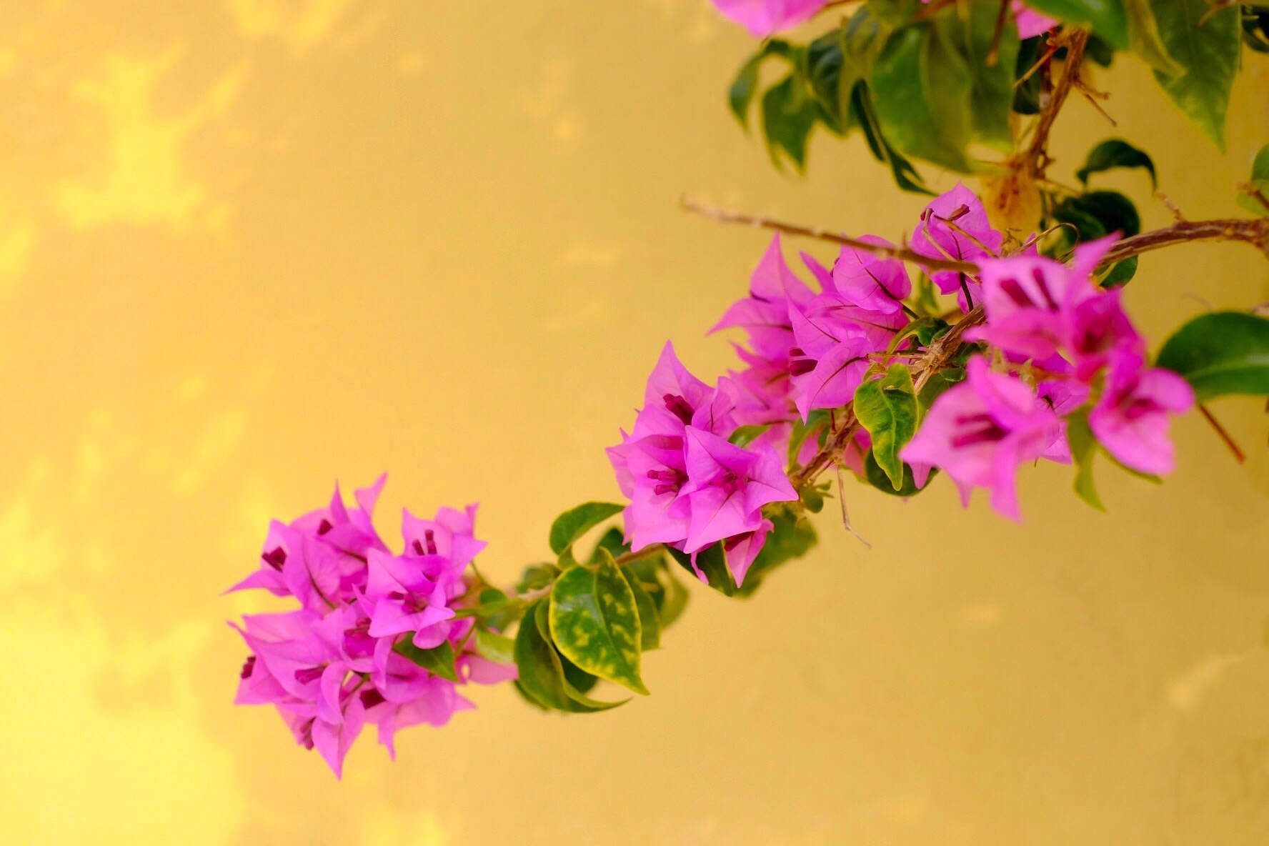 Caption: Vibrant Bougainvillea Blooms Adorning A Garden Path Wallpaper