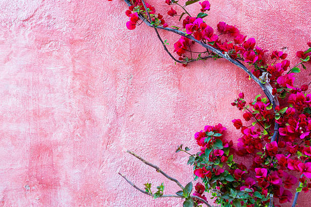 15,369 Bougainvillea Wallpaper Royalty-Free Images, Stock Photos & Pictures  | Shutterstock